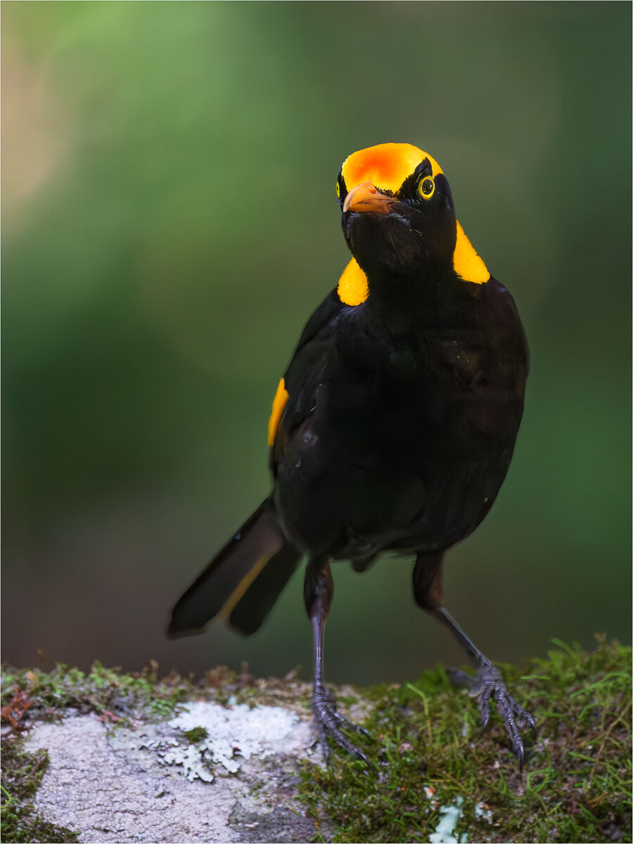 Uccello Bowerbird Reggente Maschio