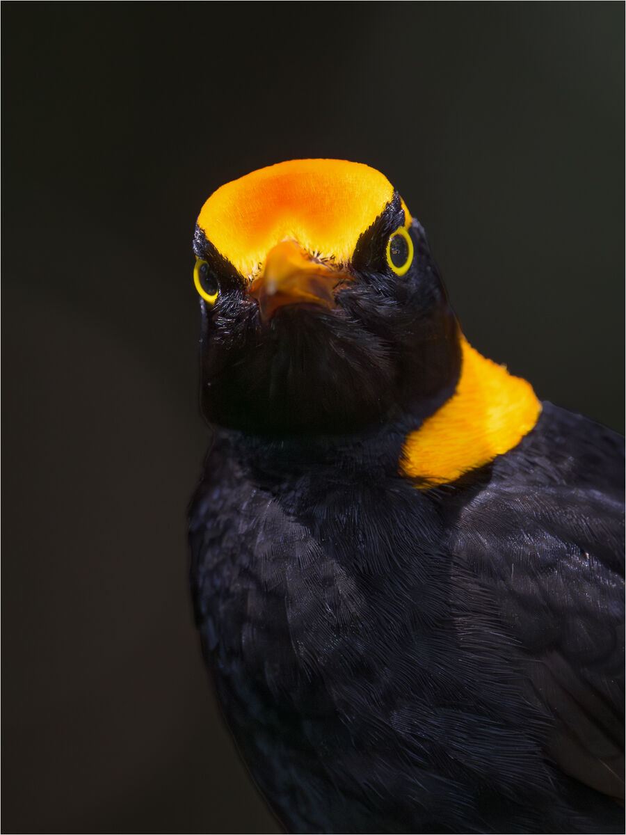 Reggente Bowerbird sguardo