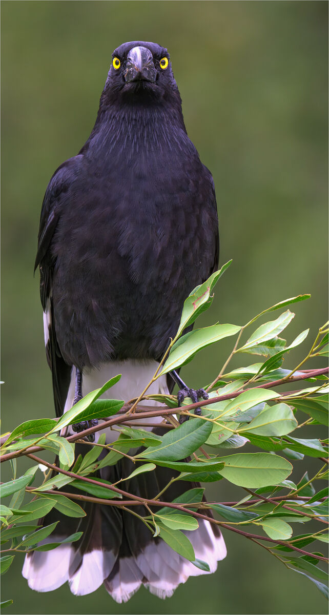 Currawong magico