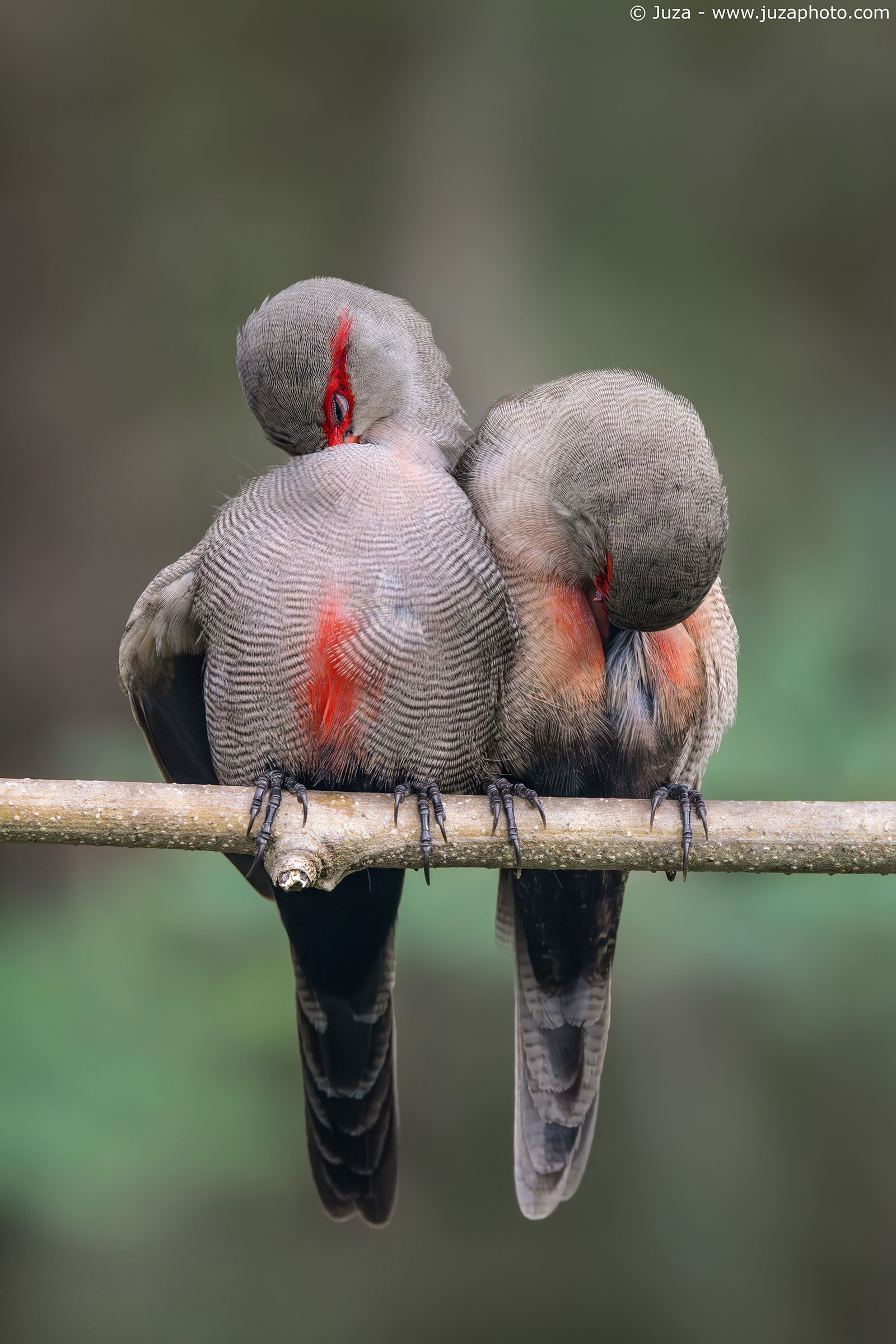 Pair of waxbill, feather cleaning