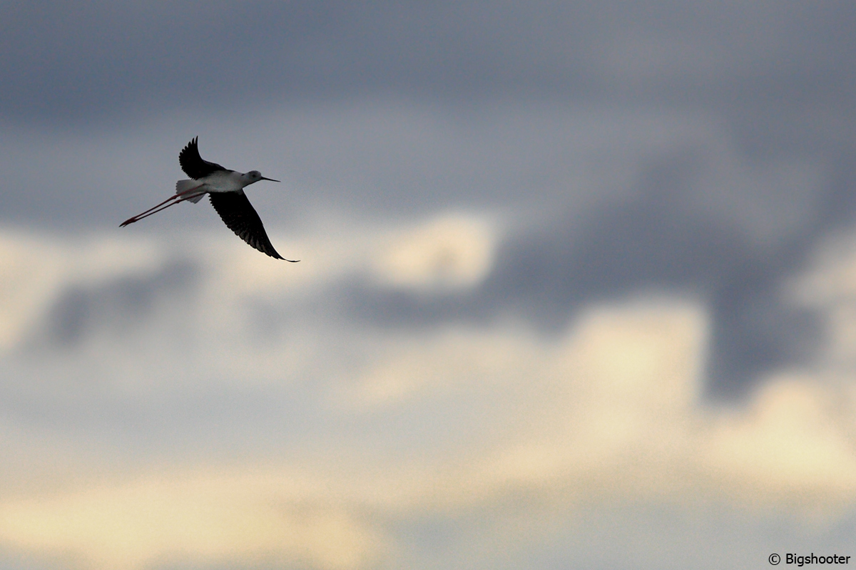 Cavaliere verso la tempesta