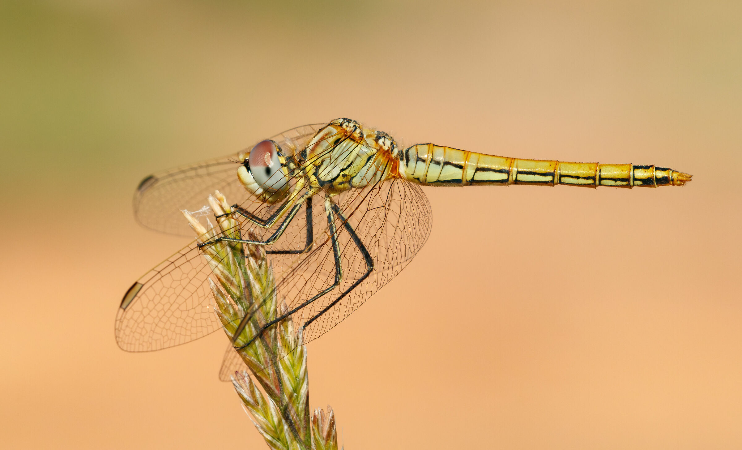 Dragonfly III (2023)