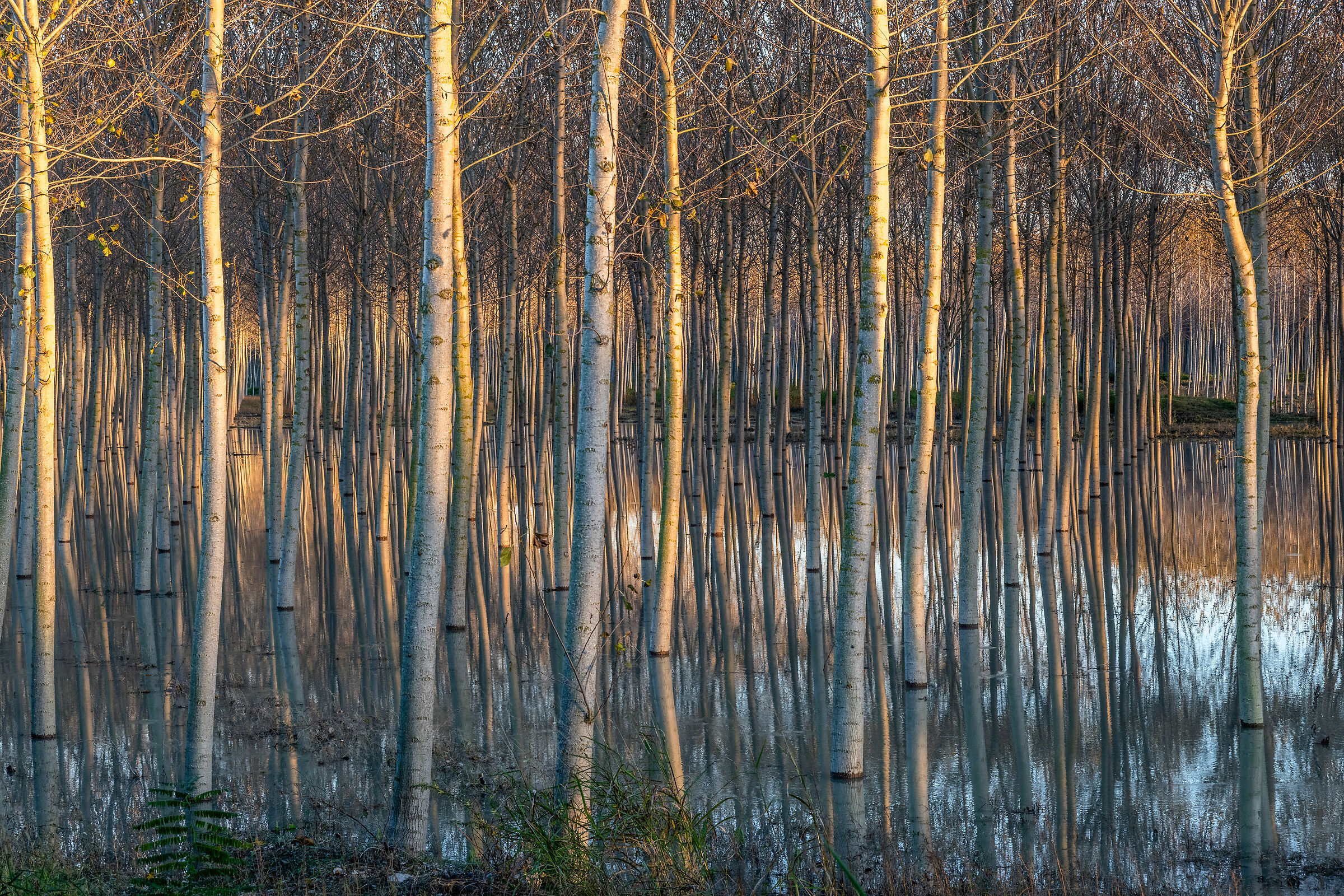 Il pioppeto allo specchio