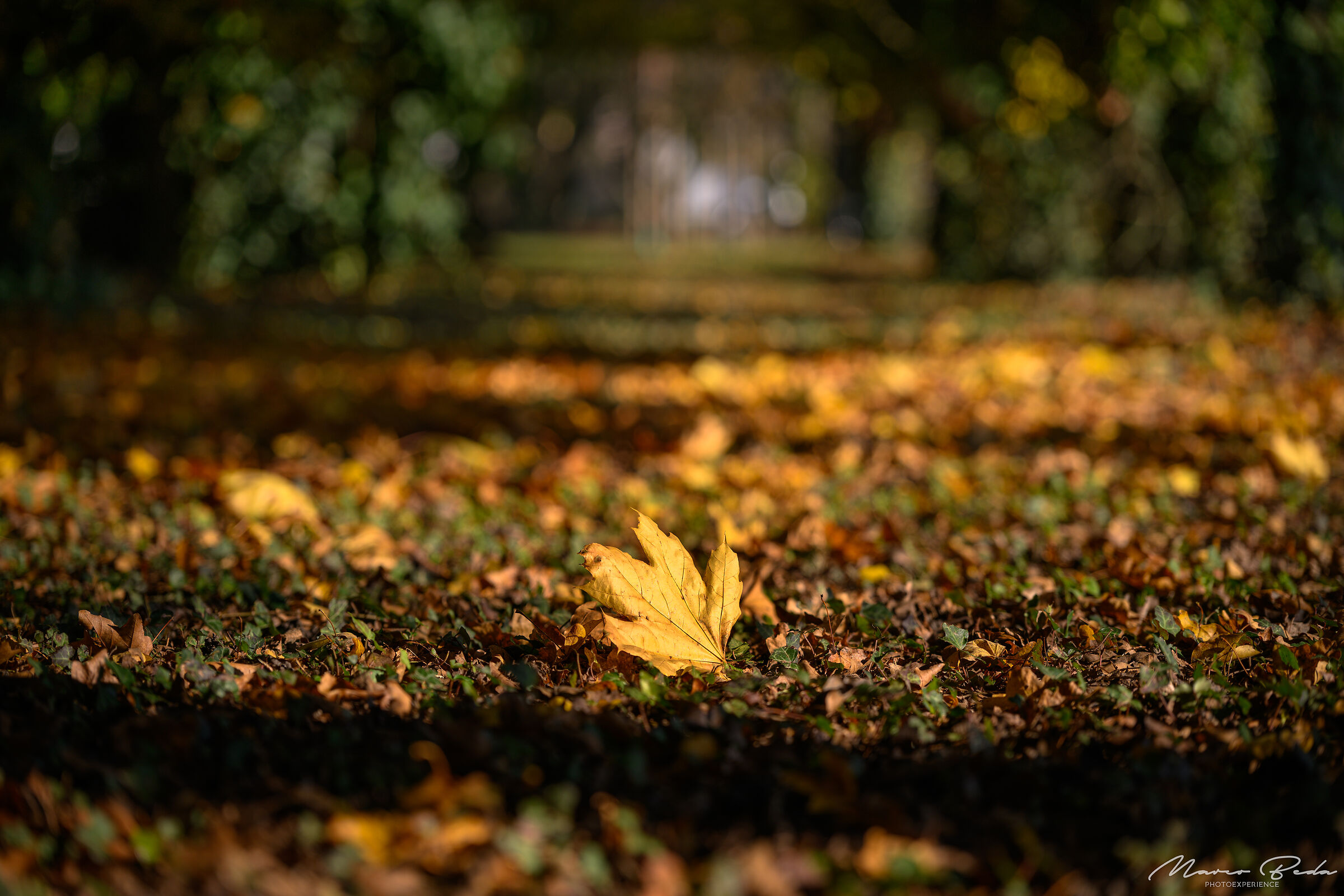 interpretazione autunnale