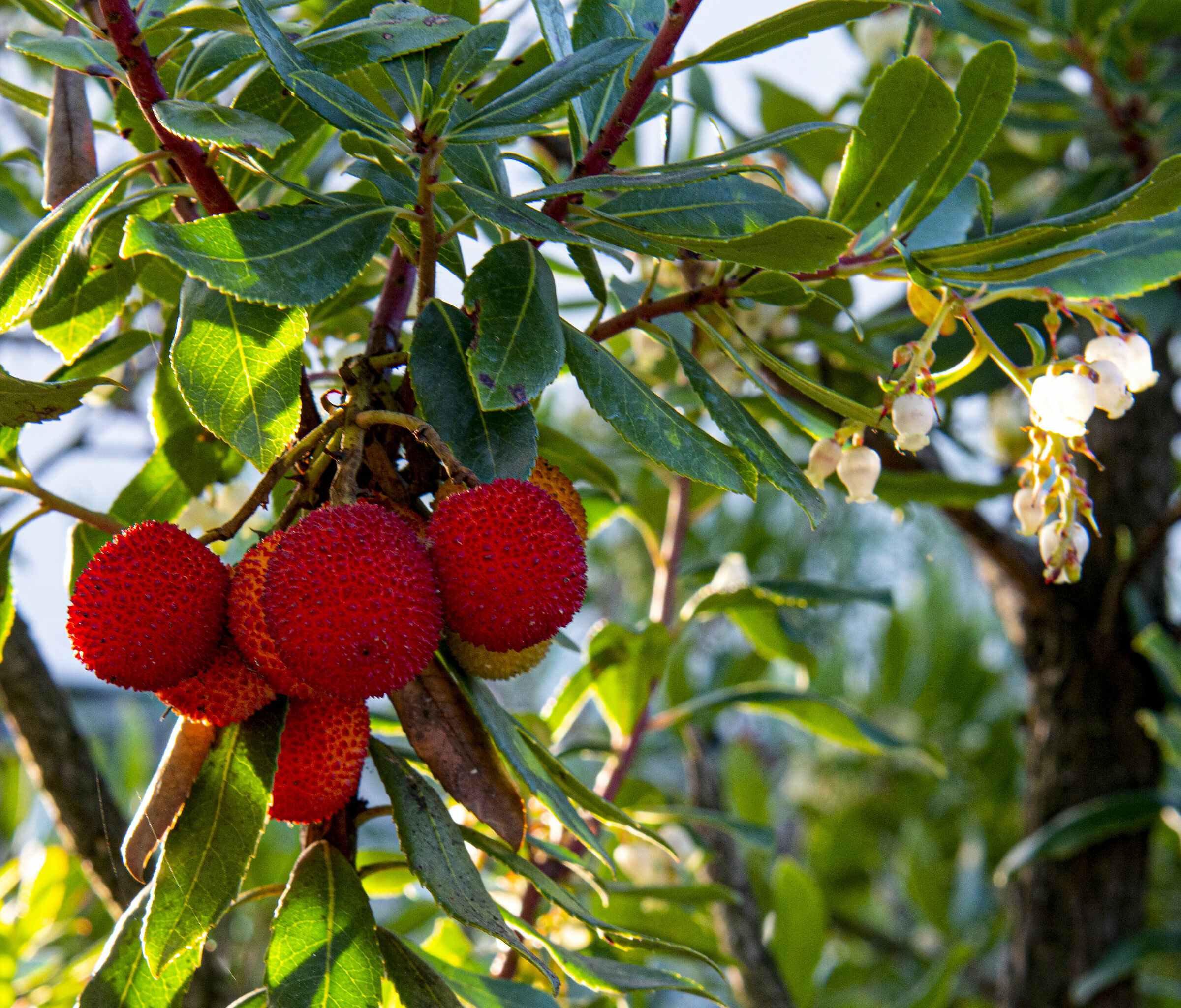 Corbezzolo fiori e frutti