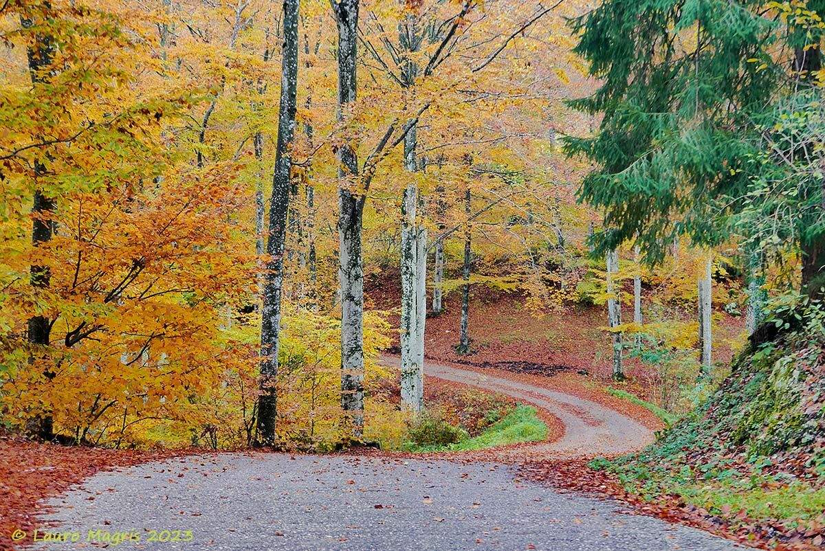 Slalom in the forest