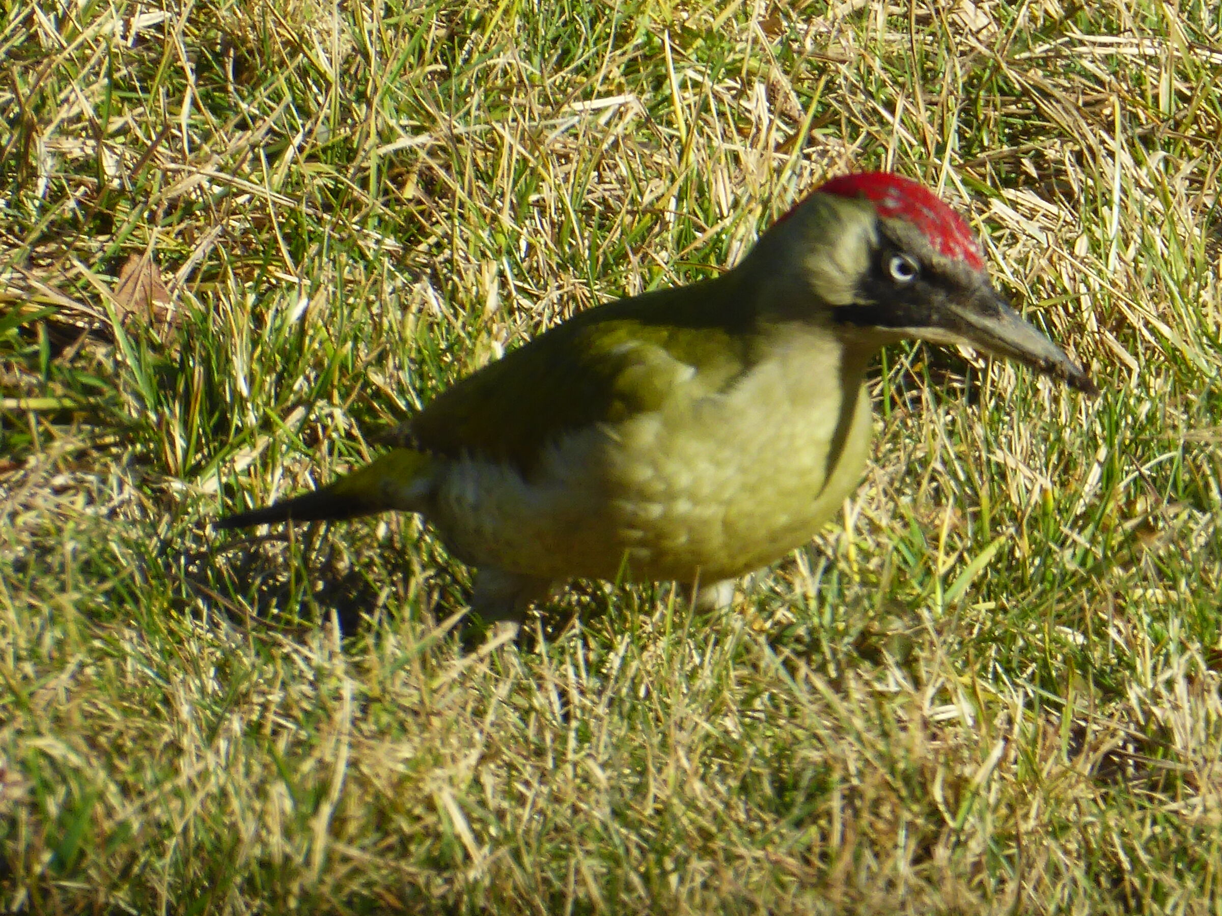 picchio nel mio giardino