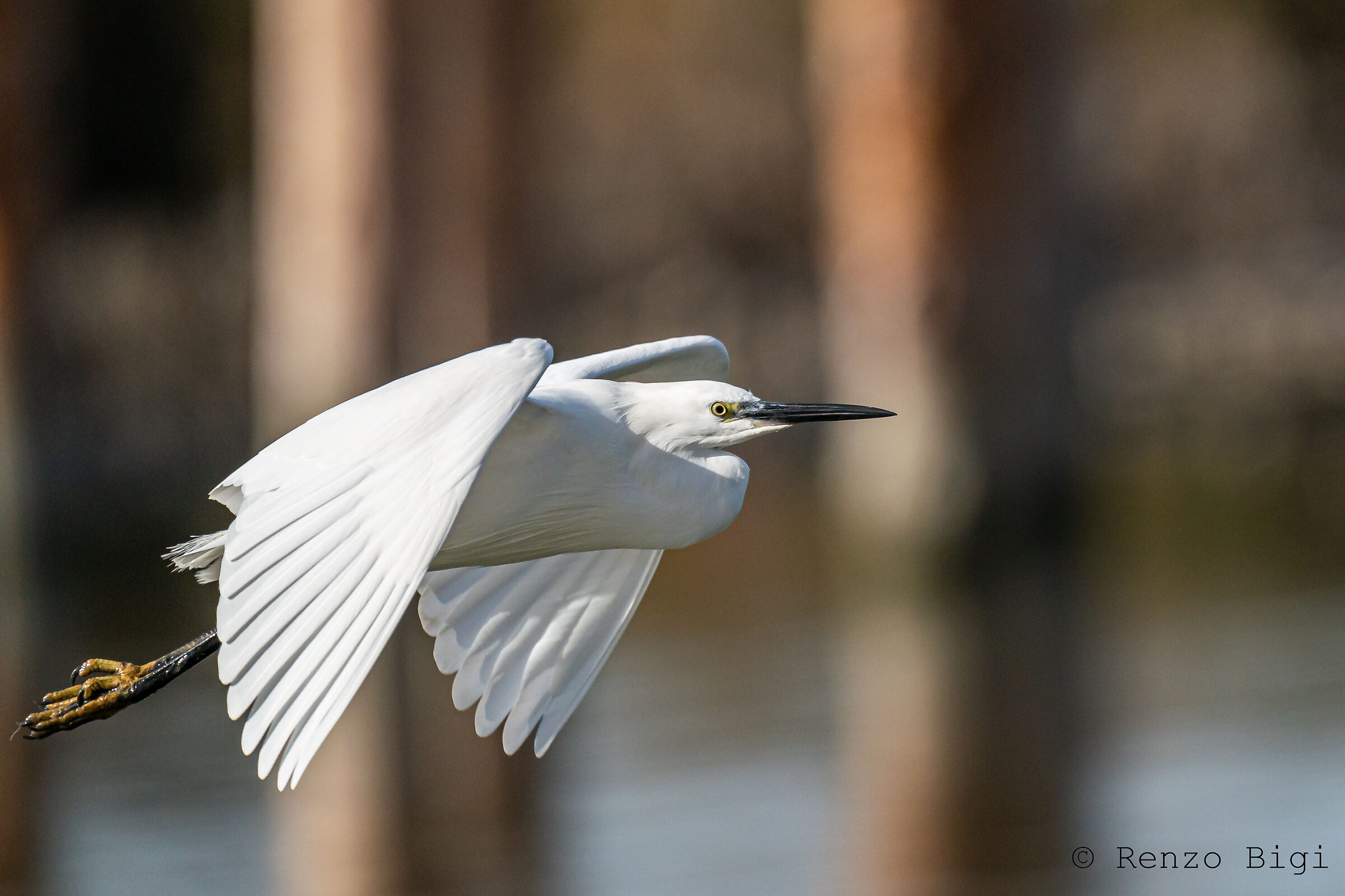 Egret