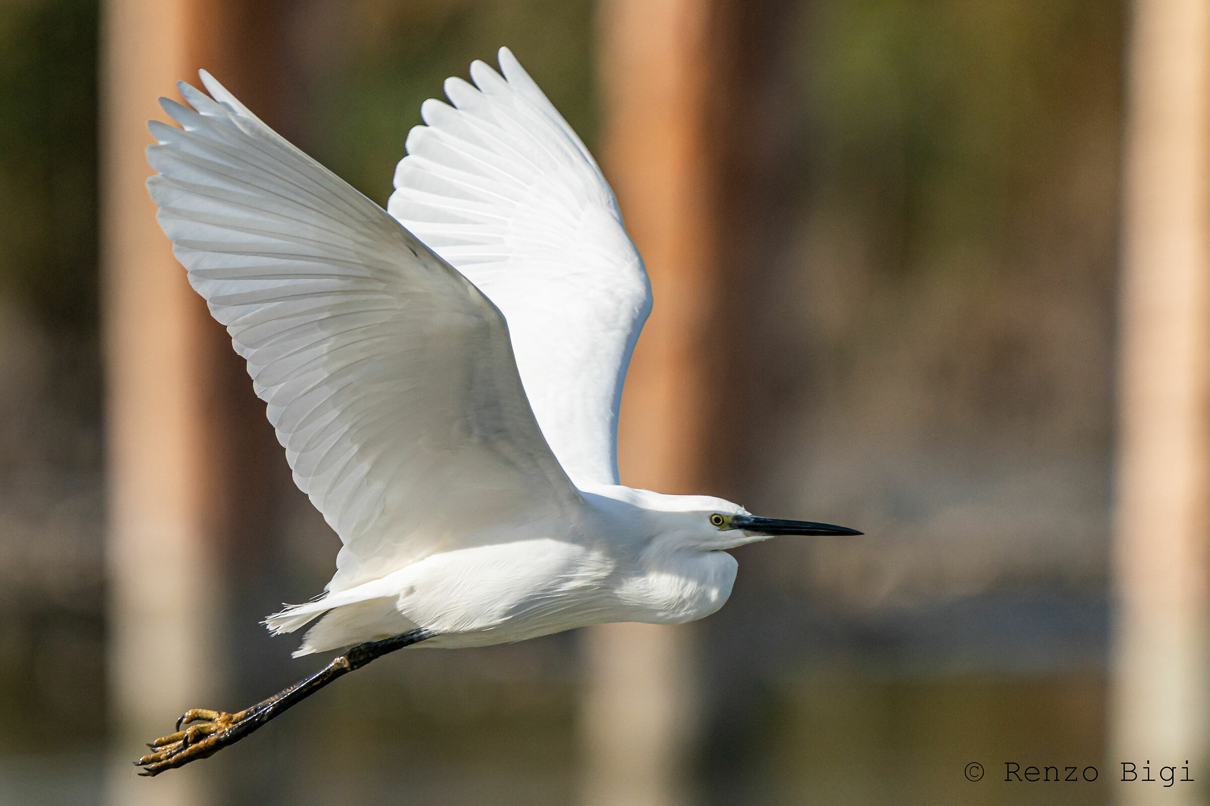 Egret