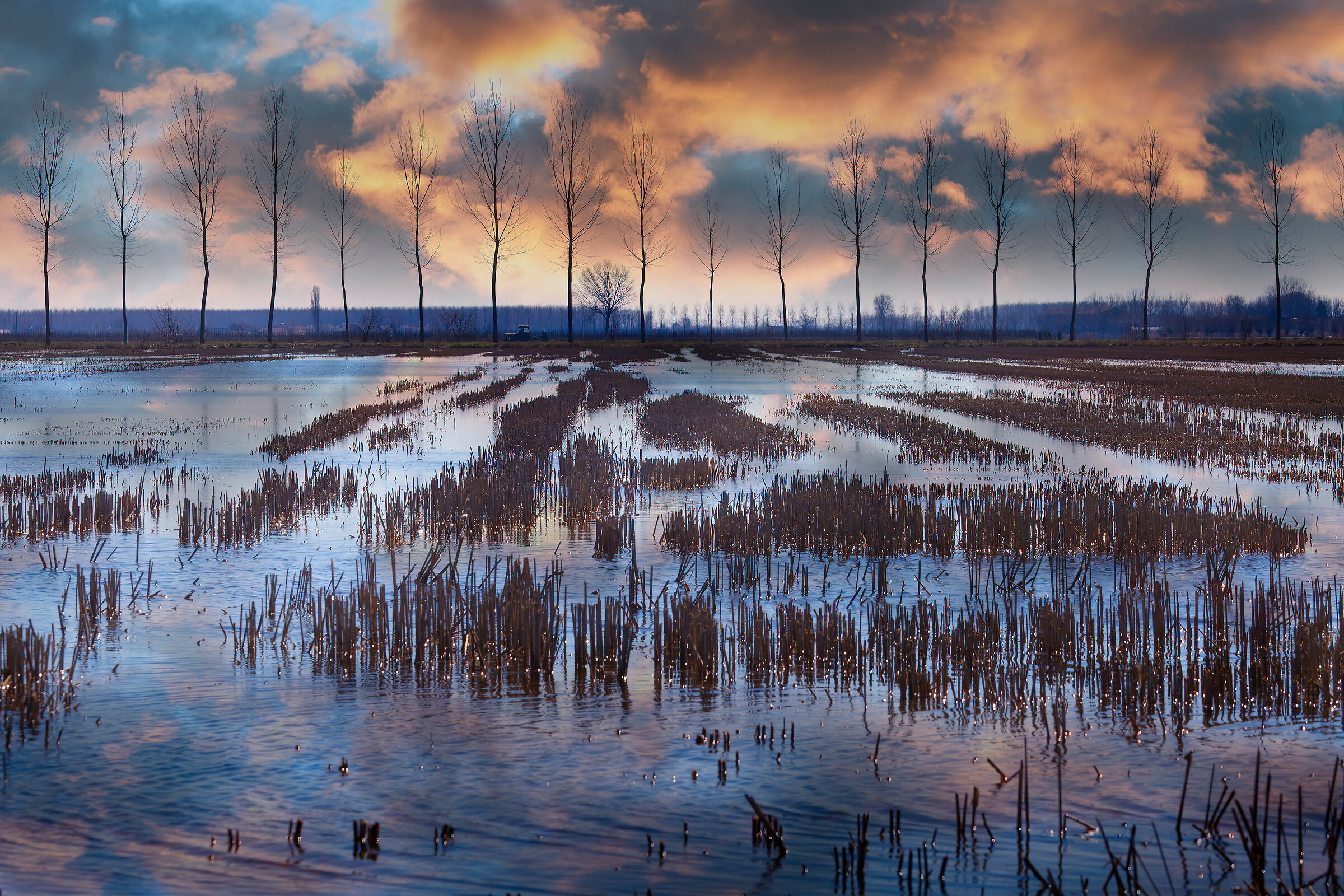 Risaia nel mantovano