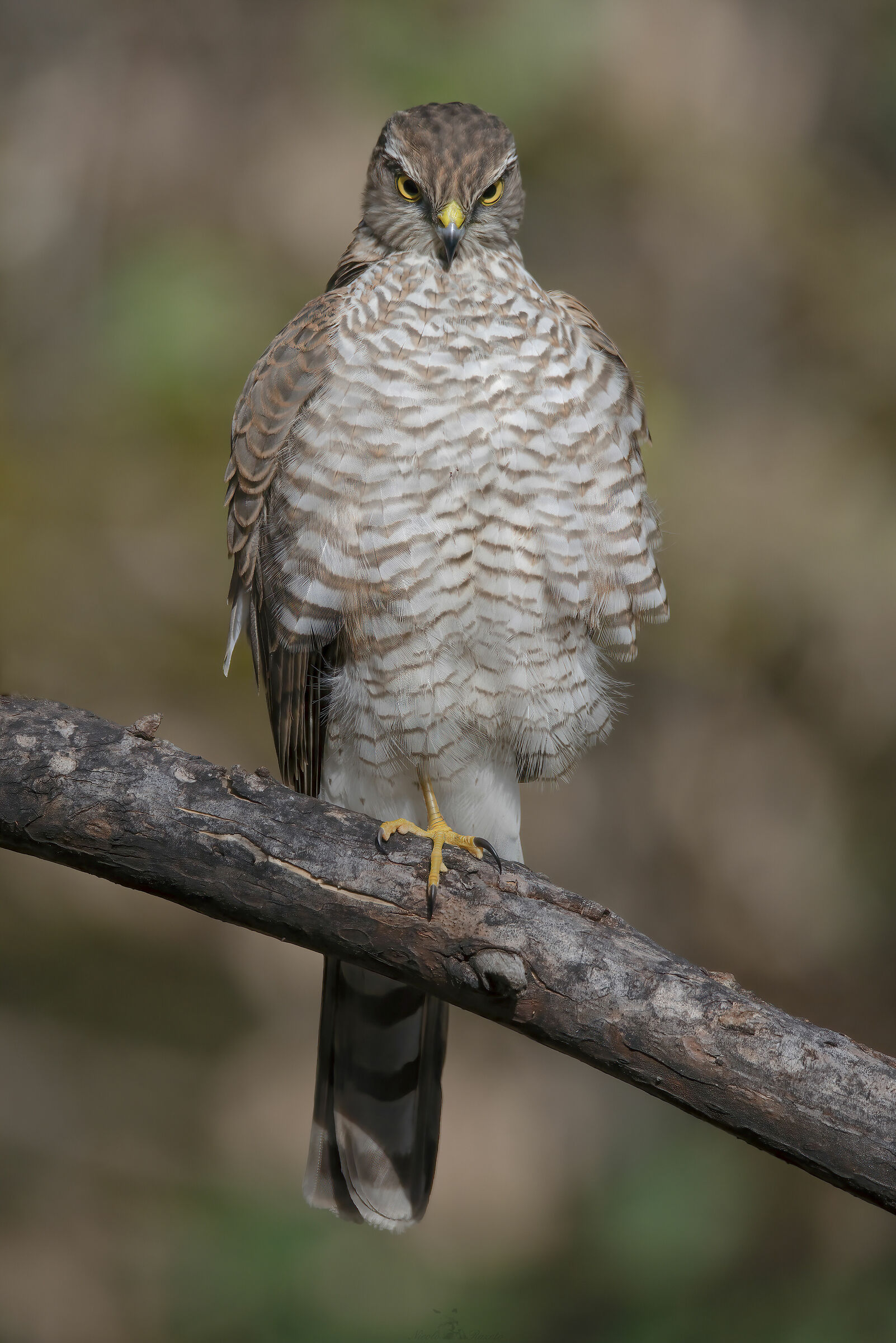 Sparrowhawk