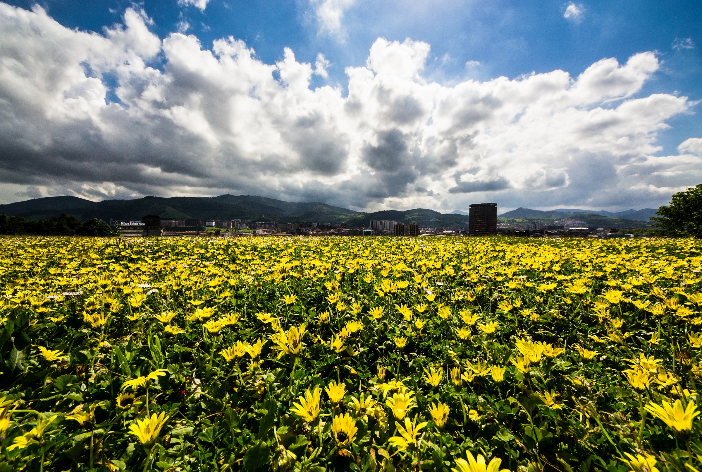 campo fiorito su Bilbao