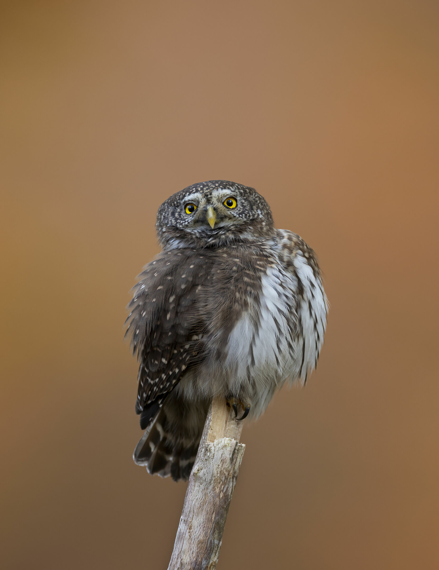 Swollen Dwarf Owl