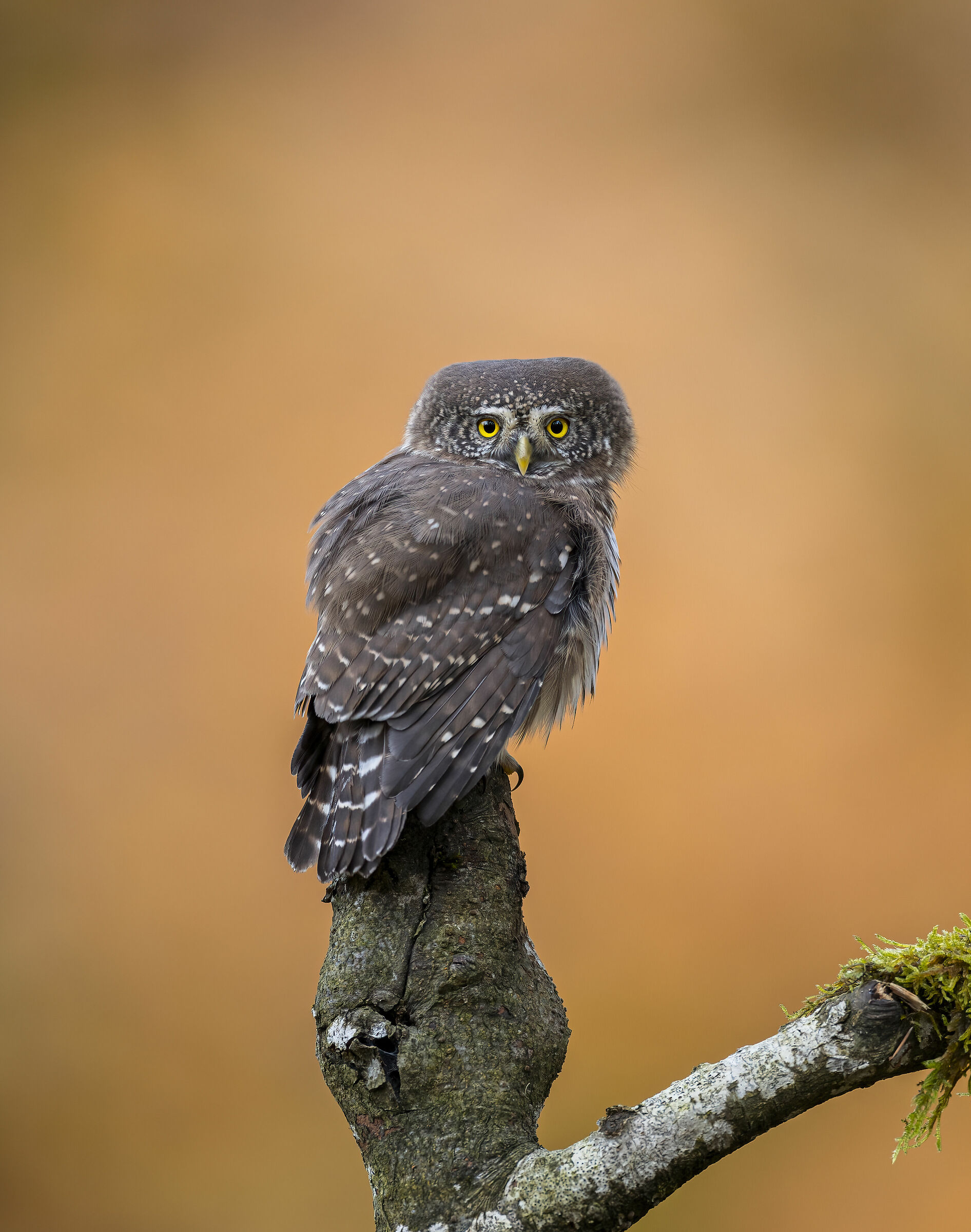 Dwarf owl
