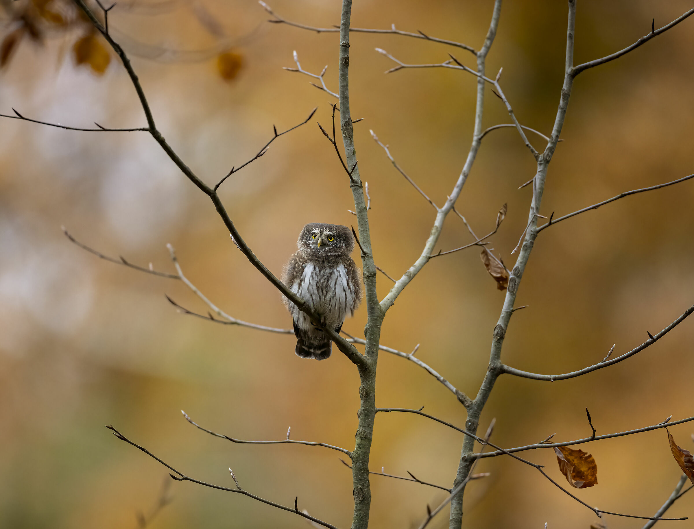 Dwarf owl