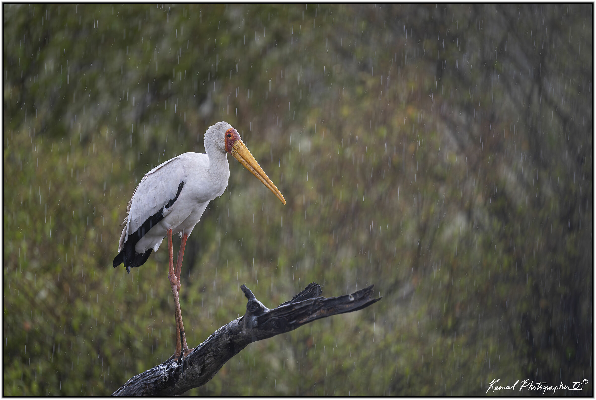 (Tantalo beccogiallo)(Mycteria ibis)
