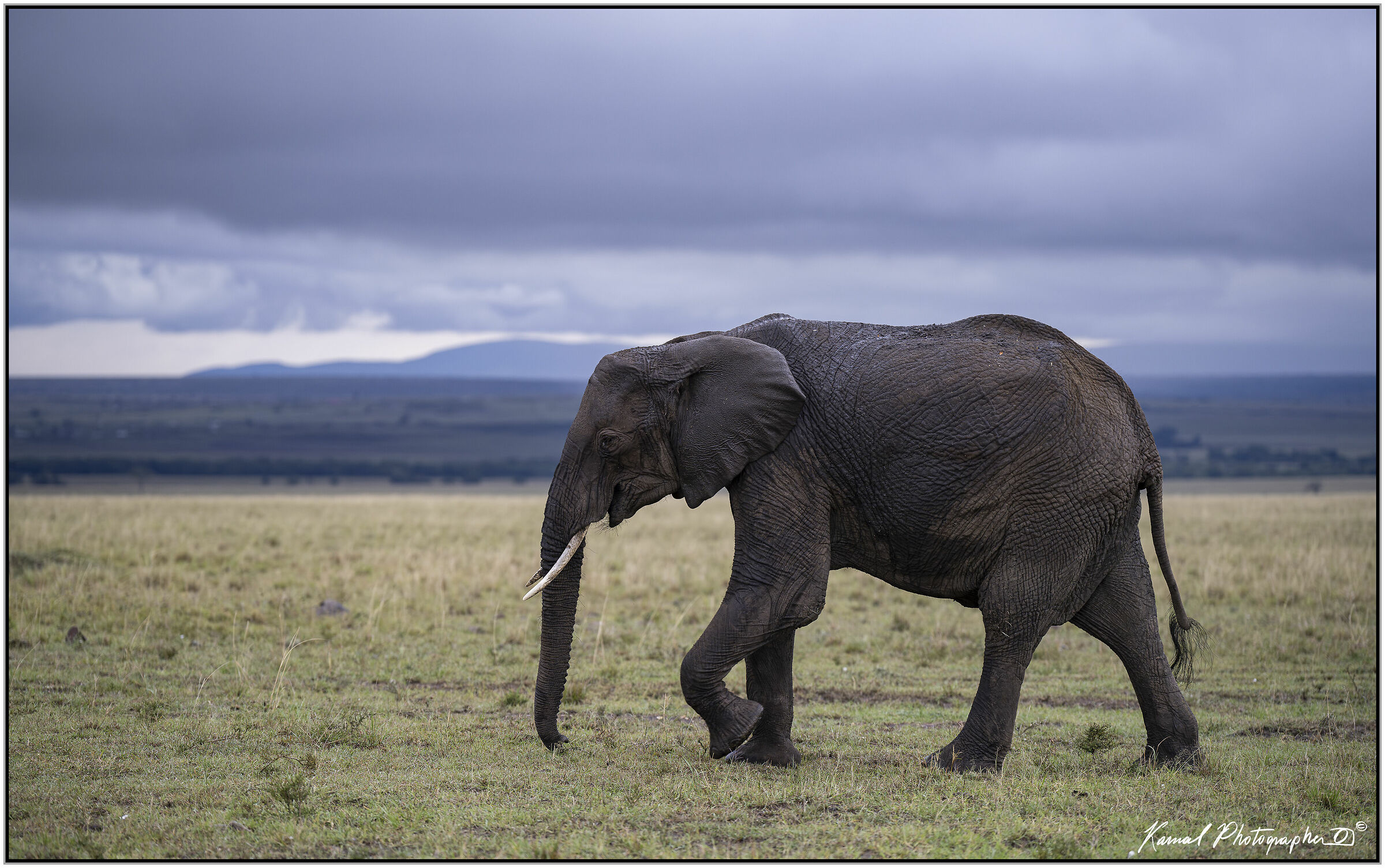 African Savannah Elephant (Loxodonta africana)