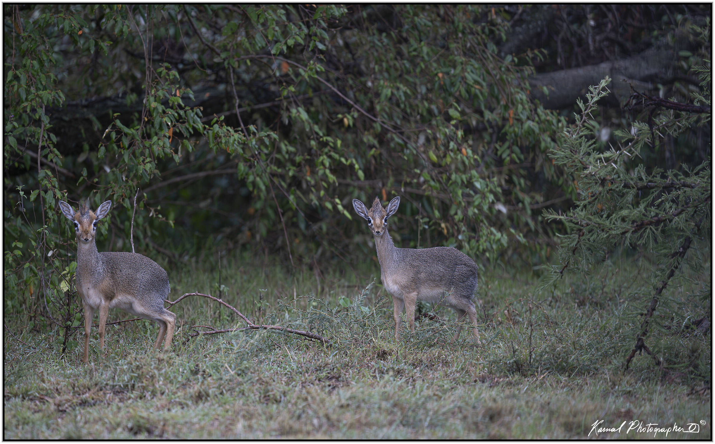 Dik Dik(Madoqua saltiana)