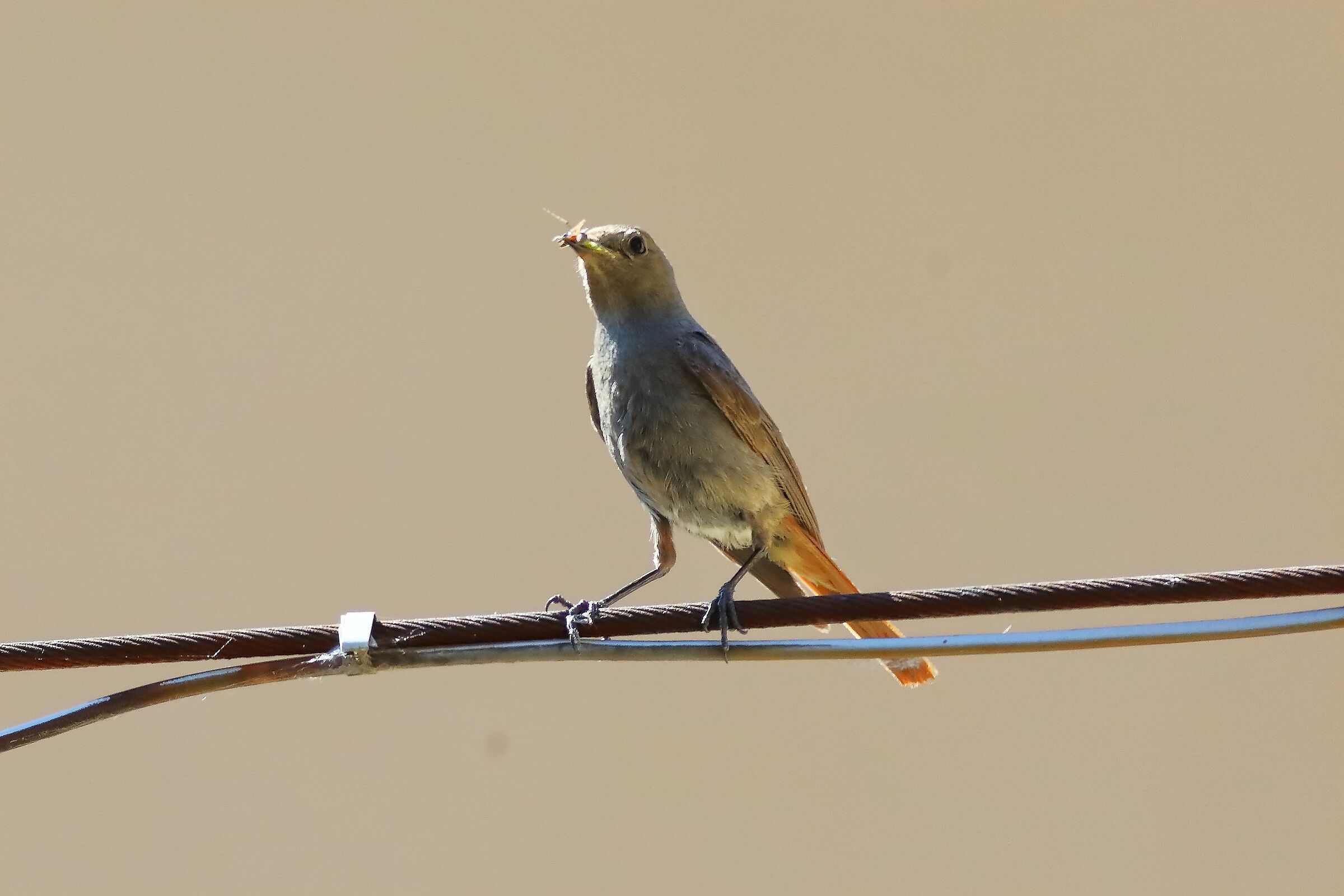 Redstart 24-06-2023