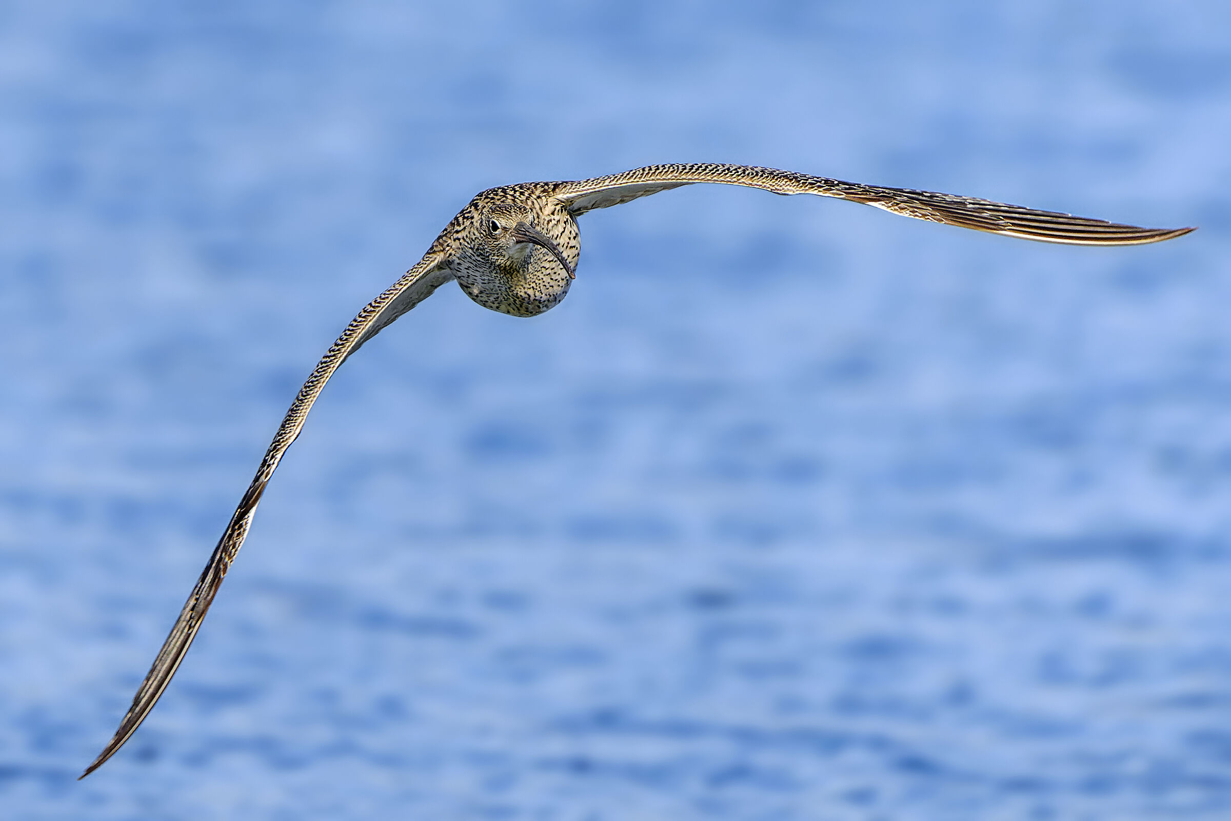 Arrivoooo!... - Chiurlo maggiore