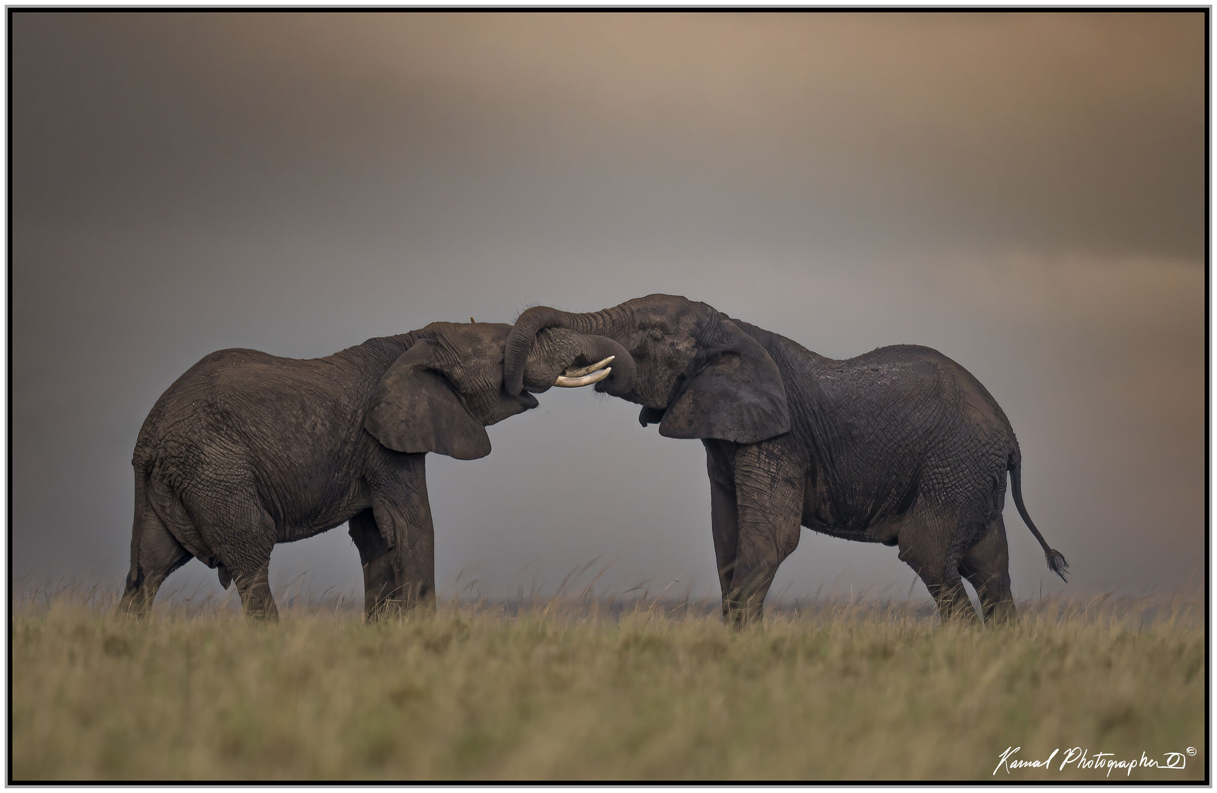 Elefante africano di savana (Loxodonta africana)