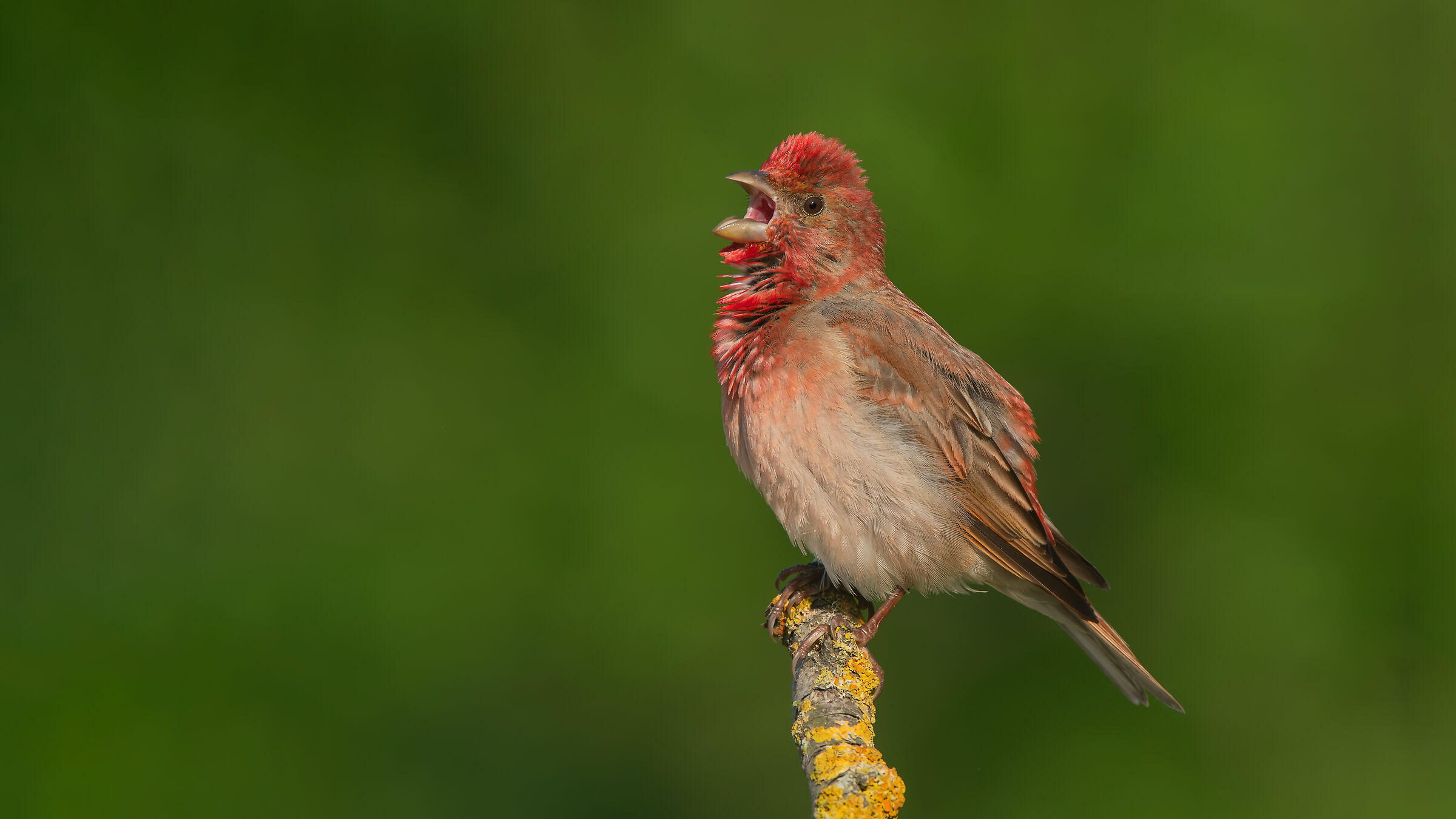 Fringuello comune » Carpodacus erythrinus