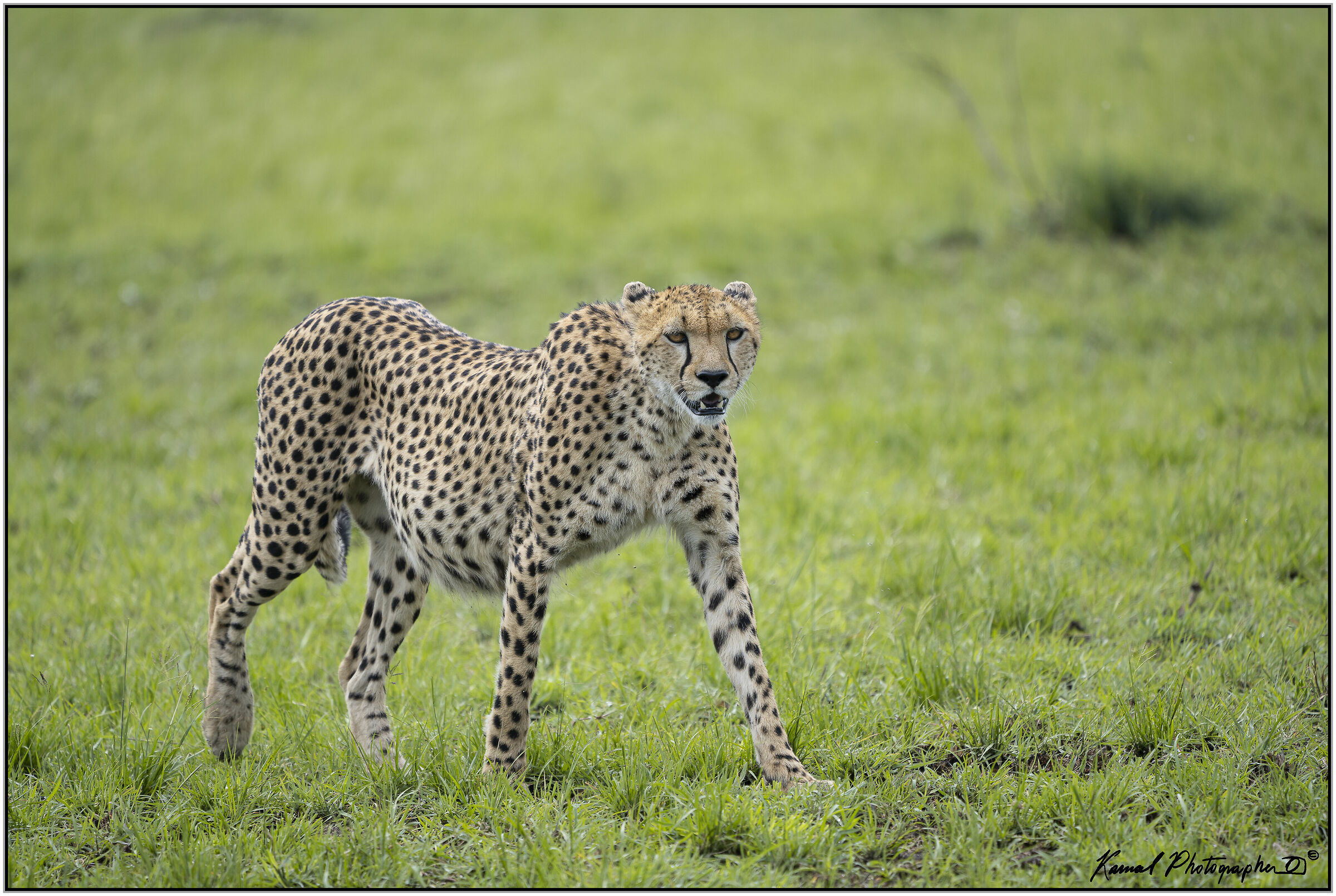 Ghepardo (Acinonyx jubatus)