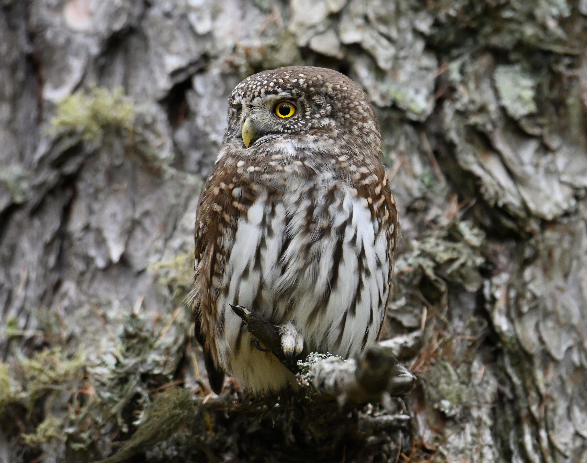 Civetta nana su larice