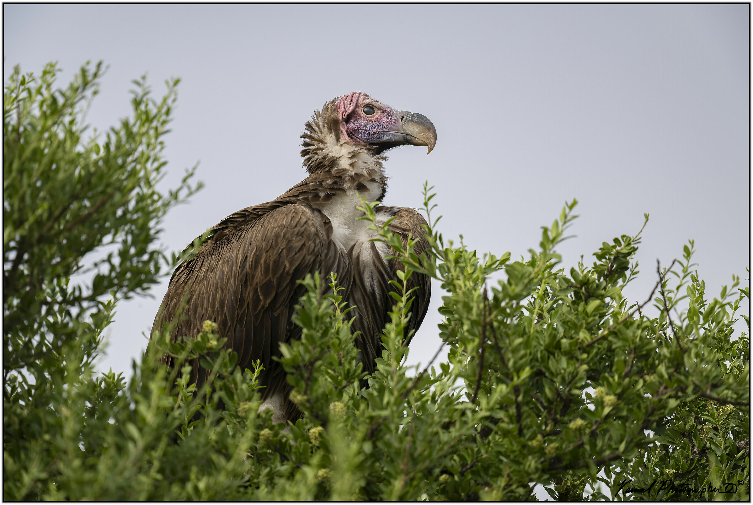 (Avvoltoio orecchiuto)(Torgos tracheliotus)
