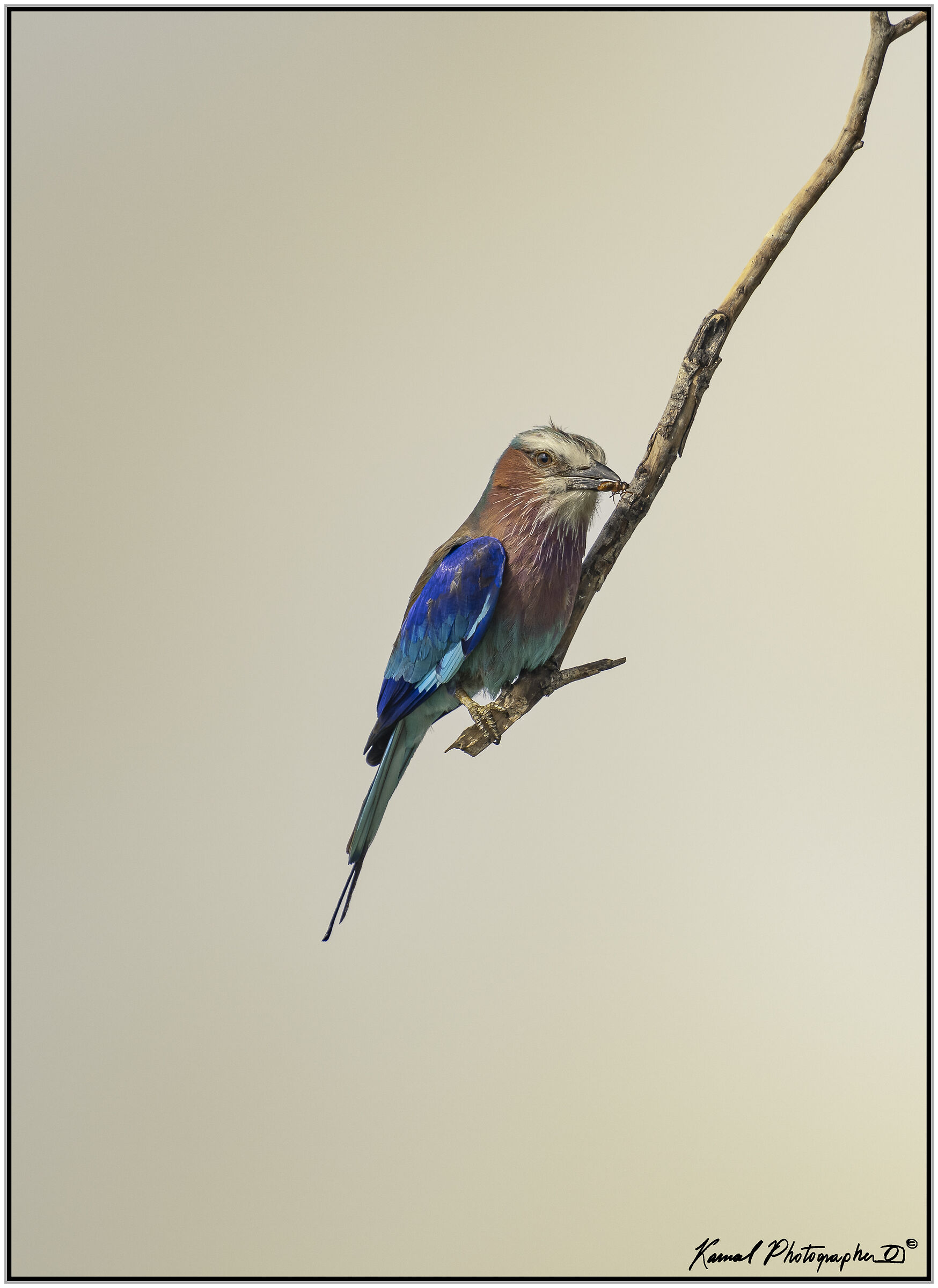 (Ghiandaia marina pettolilla)(Coracias caudata)