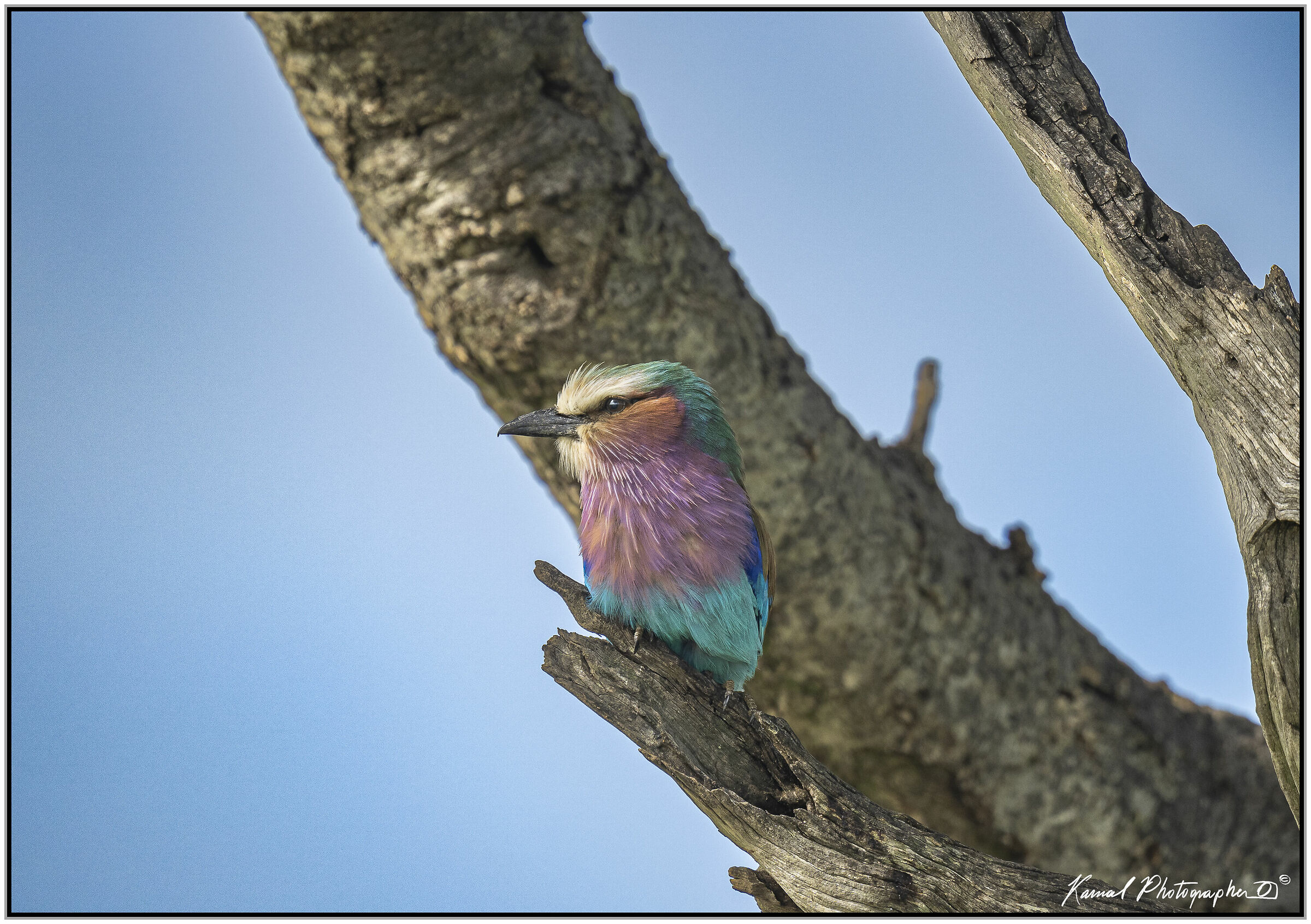 (Ghiandaia marina pettolilla)(Coracias caudata)