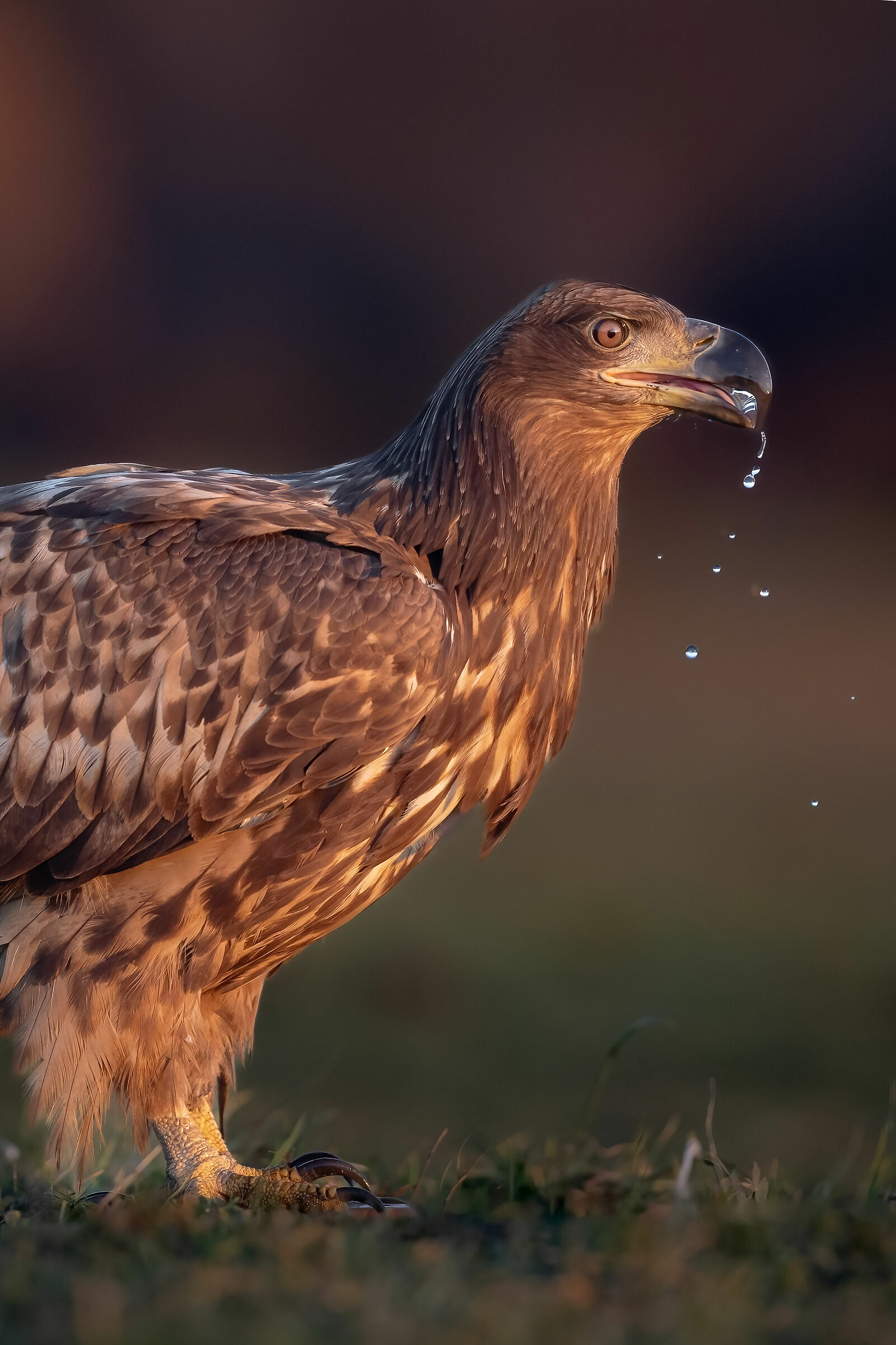 ... sparkling water...