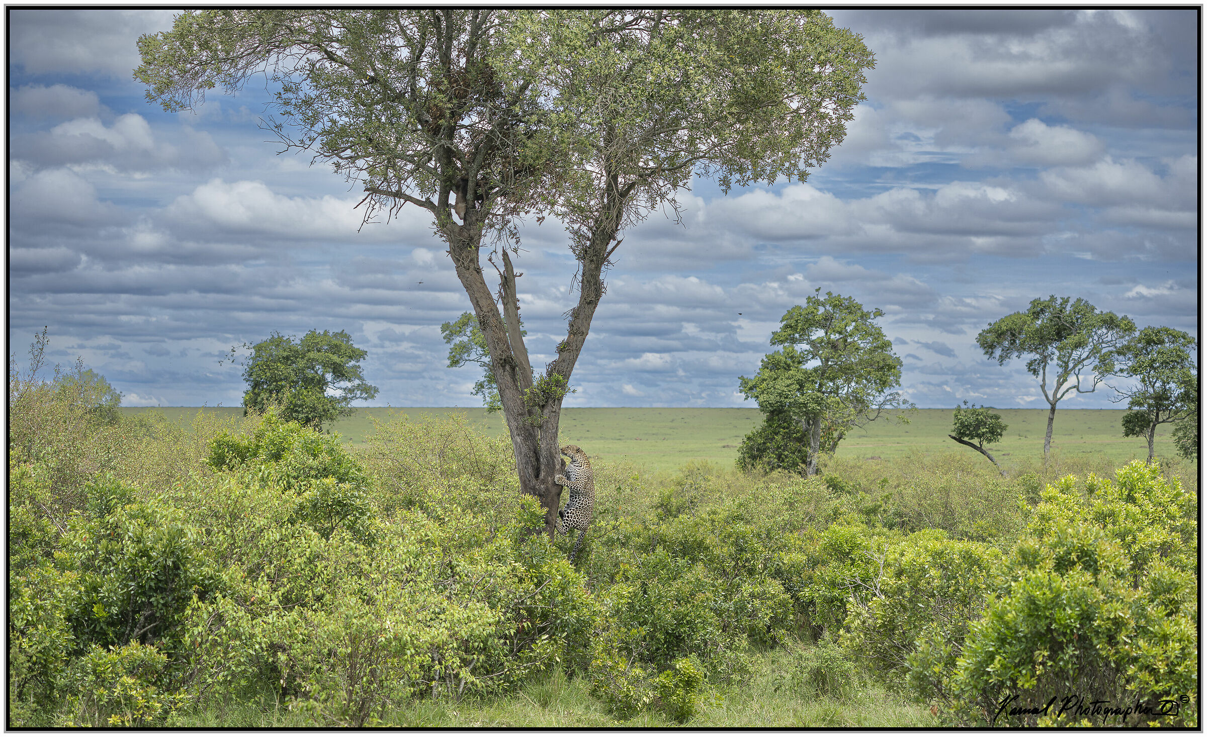Leopardo(Panthera pardus)