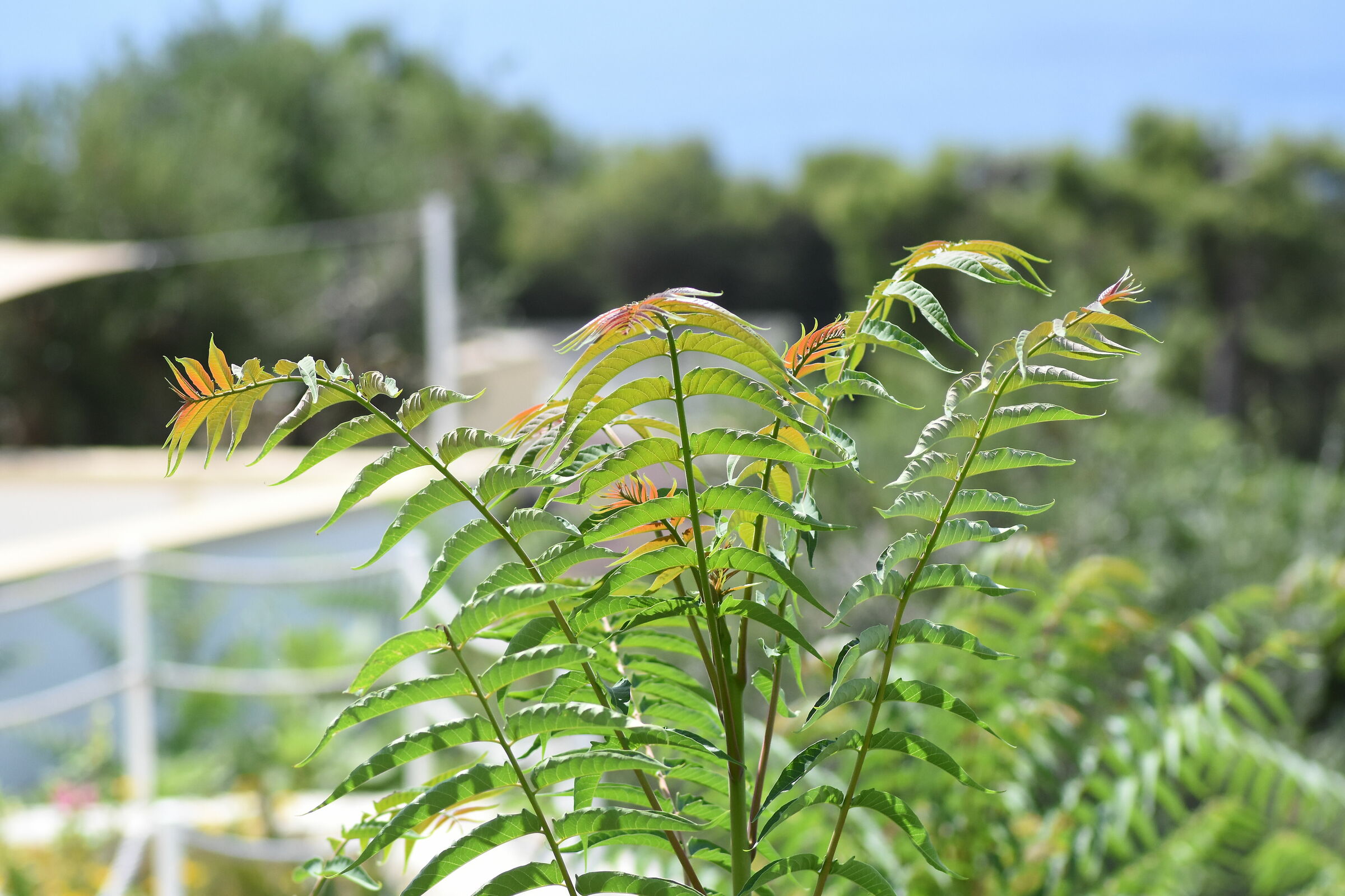 " 1/ 8 Mila ", Tokina 100 F. 2.8 Atx-i - Nikon D 7...