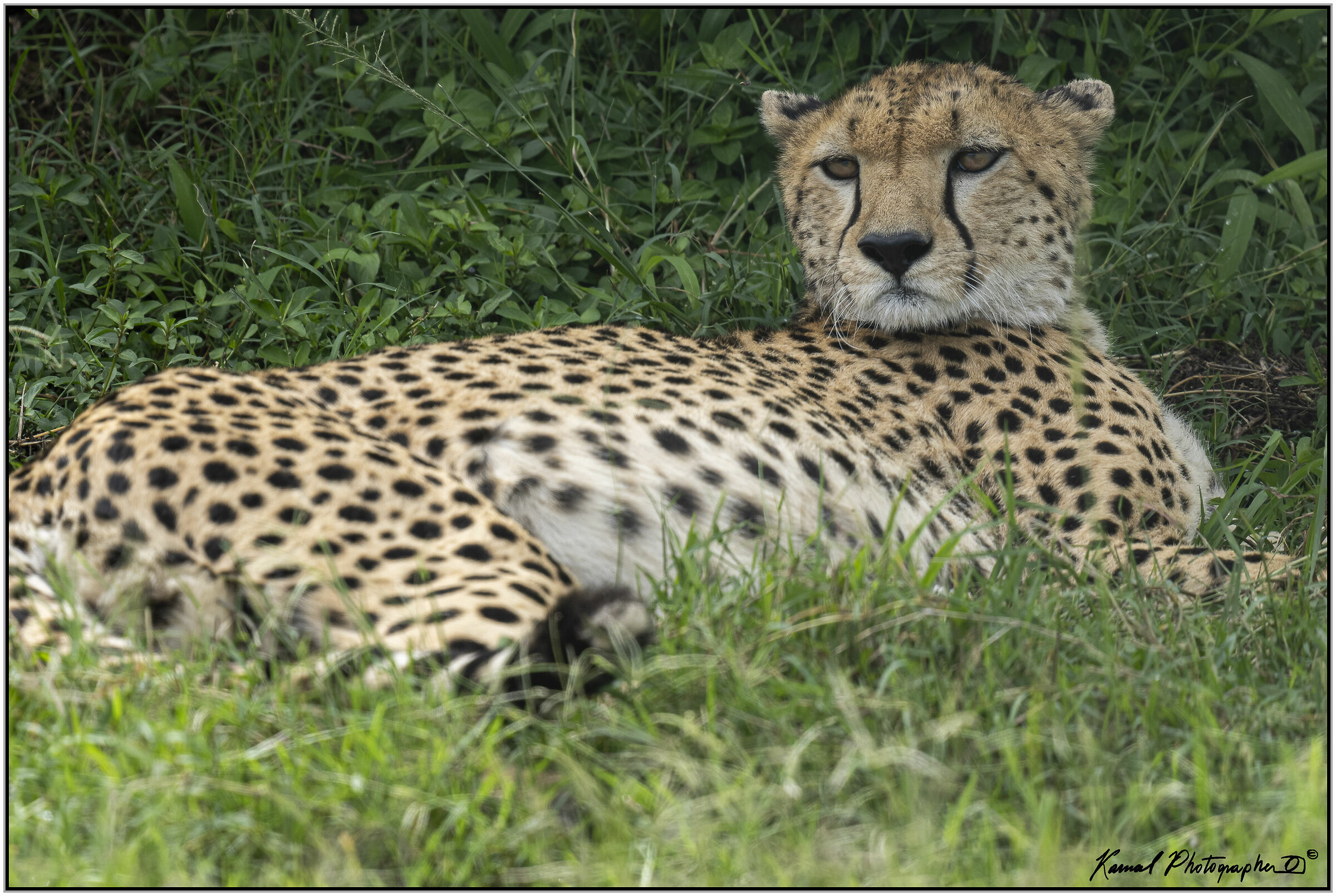 Ghepardo (Acinonyx jubatus)