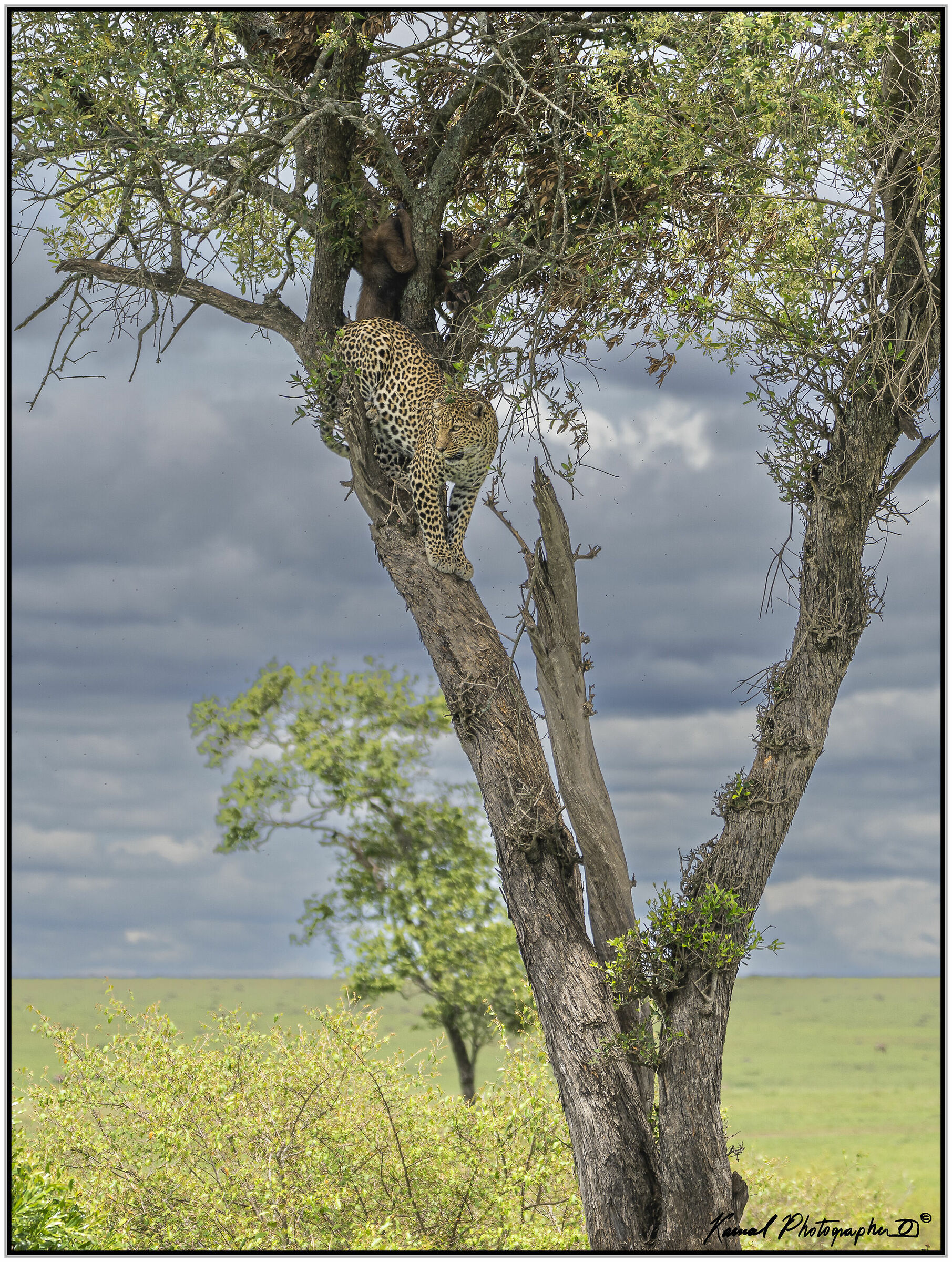 Leopardo(Panthera pardus)