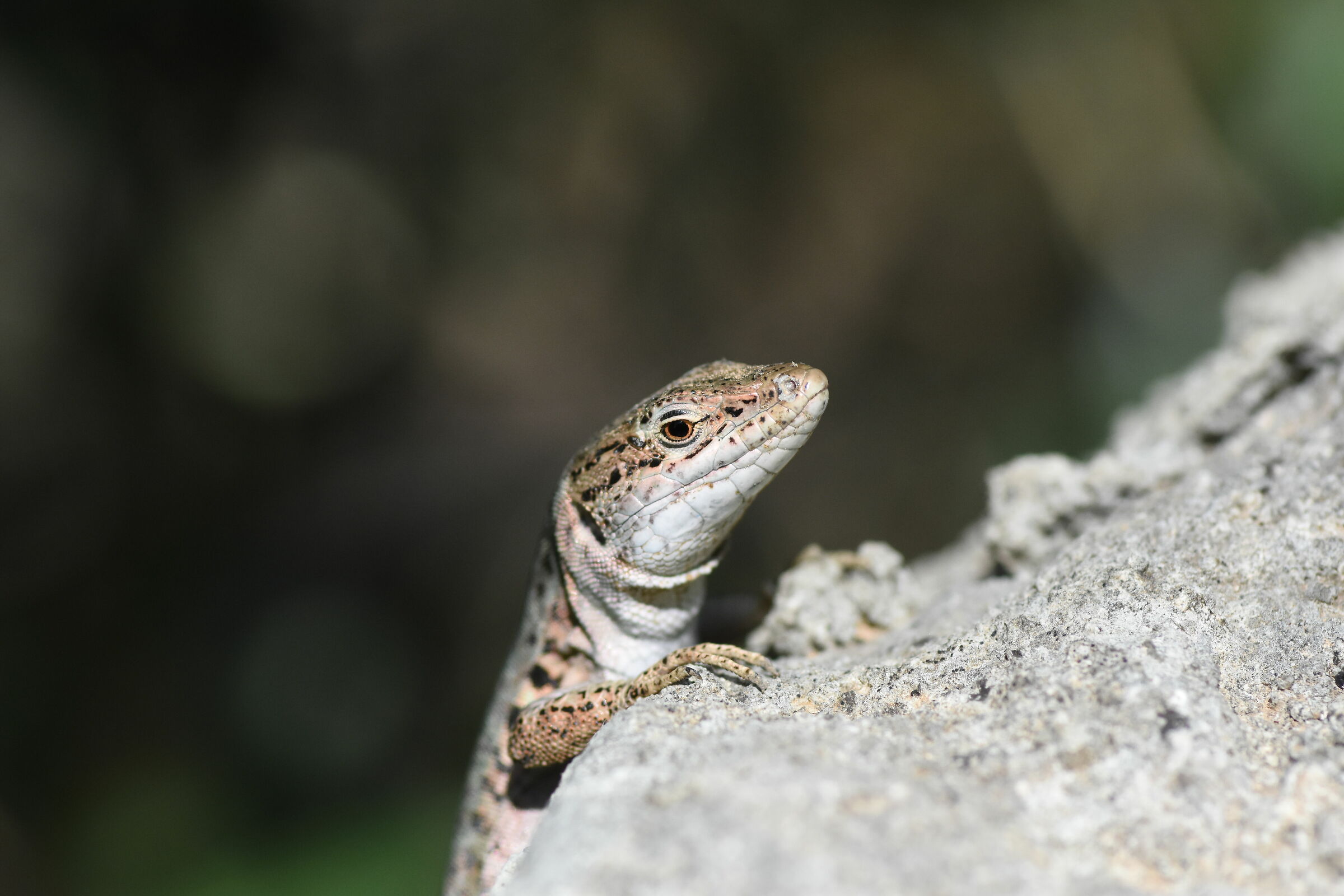 " 1/ 8 Mila ", Tokina 100 F. 2.8 Atx- i - Canon 7 ...