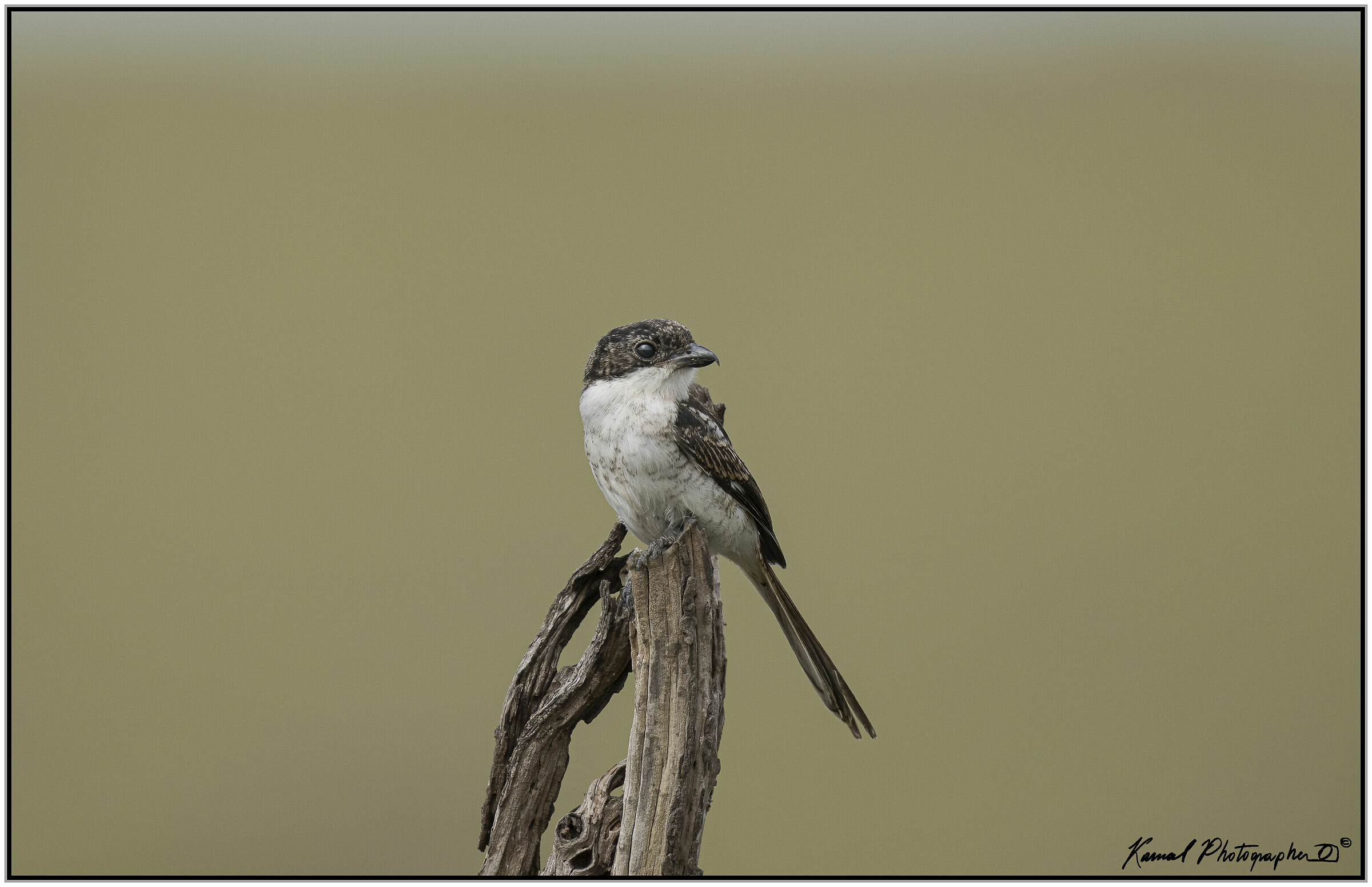 Southern fiscal (Lanius collaris)