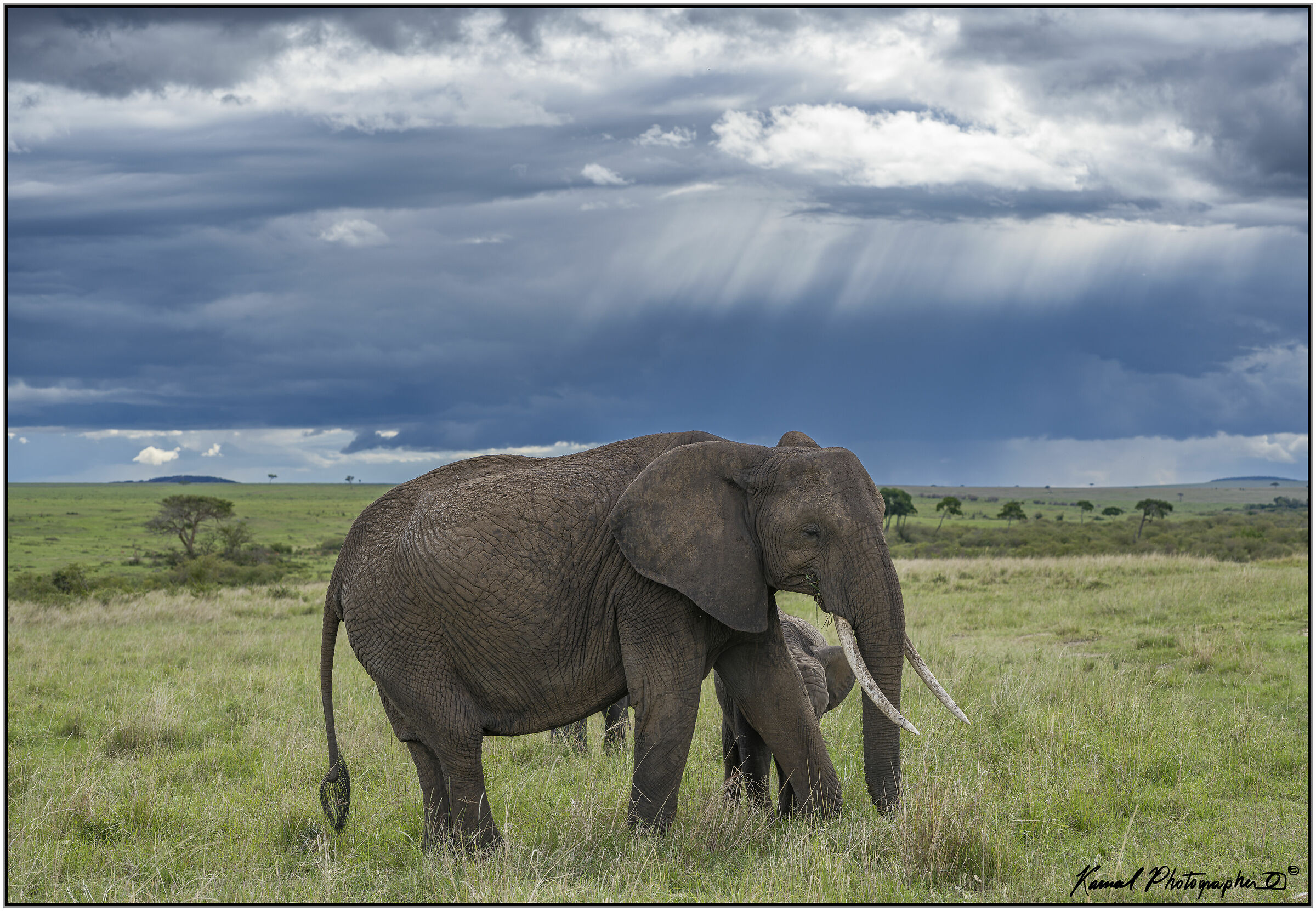 African Savannah Elephant (Loxodonta africana)