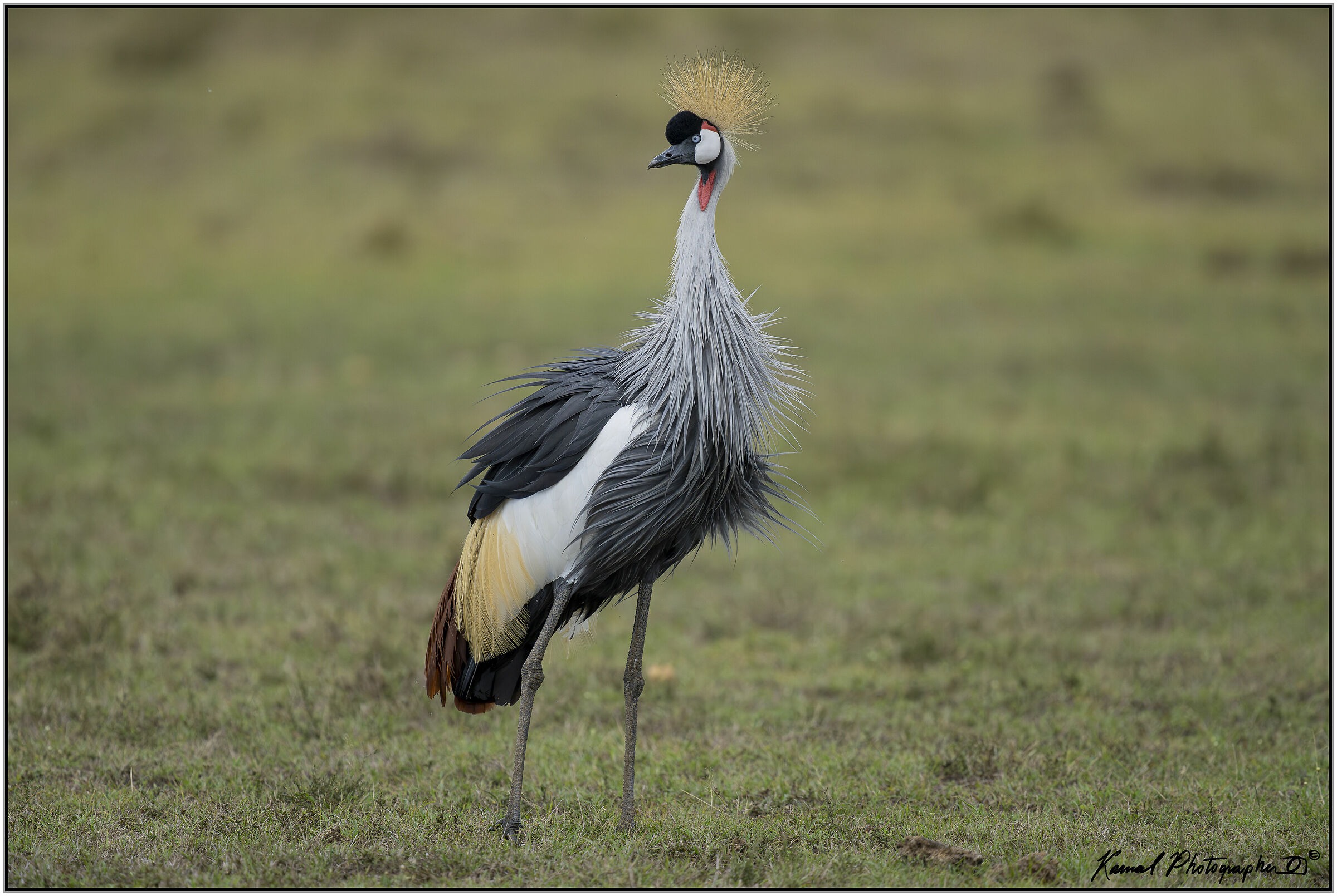 (Gru Coronata grigia)(Balearica regulorum)