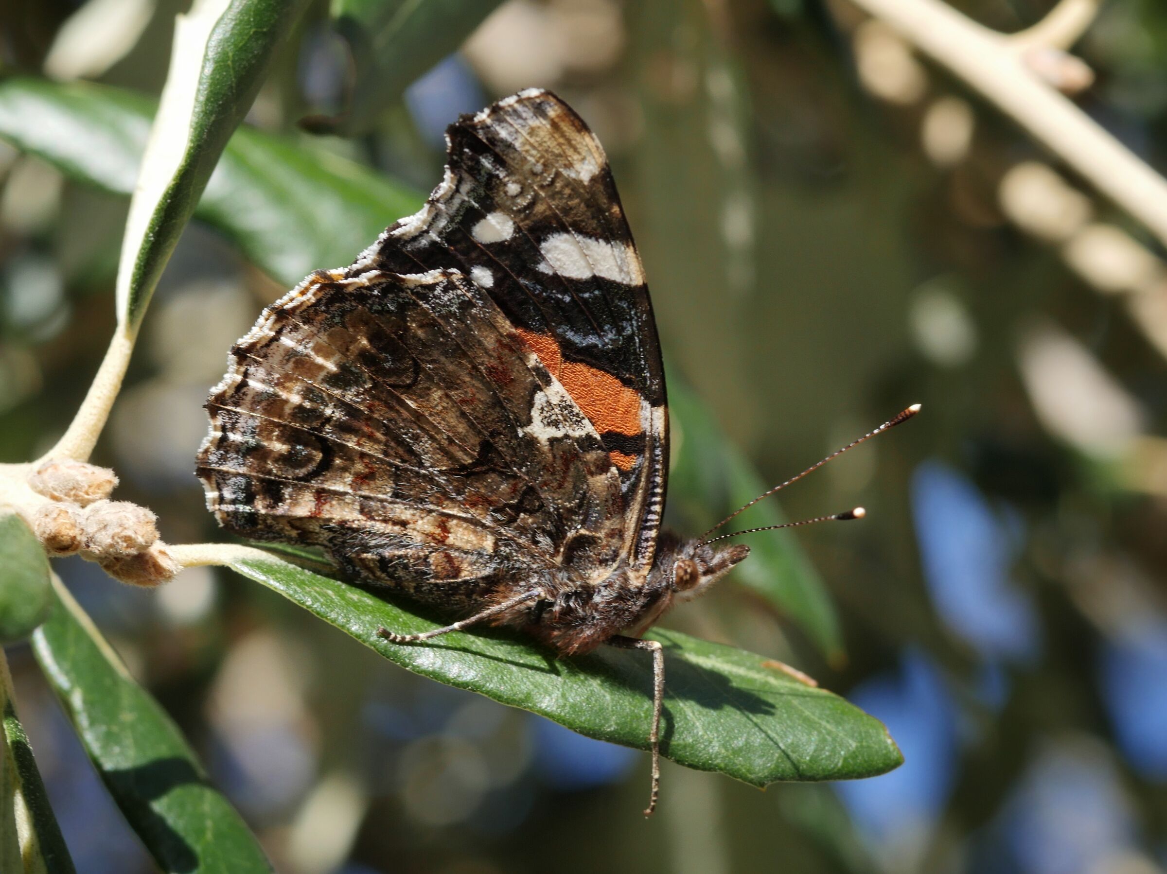 Vanessa atalanta