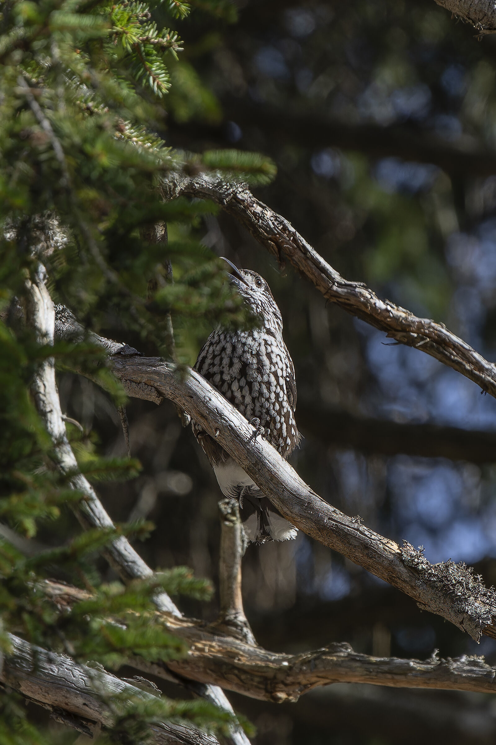 Nocciolaia un pò imboscata