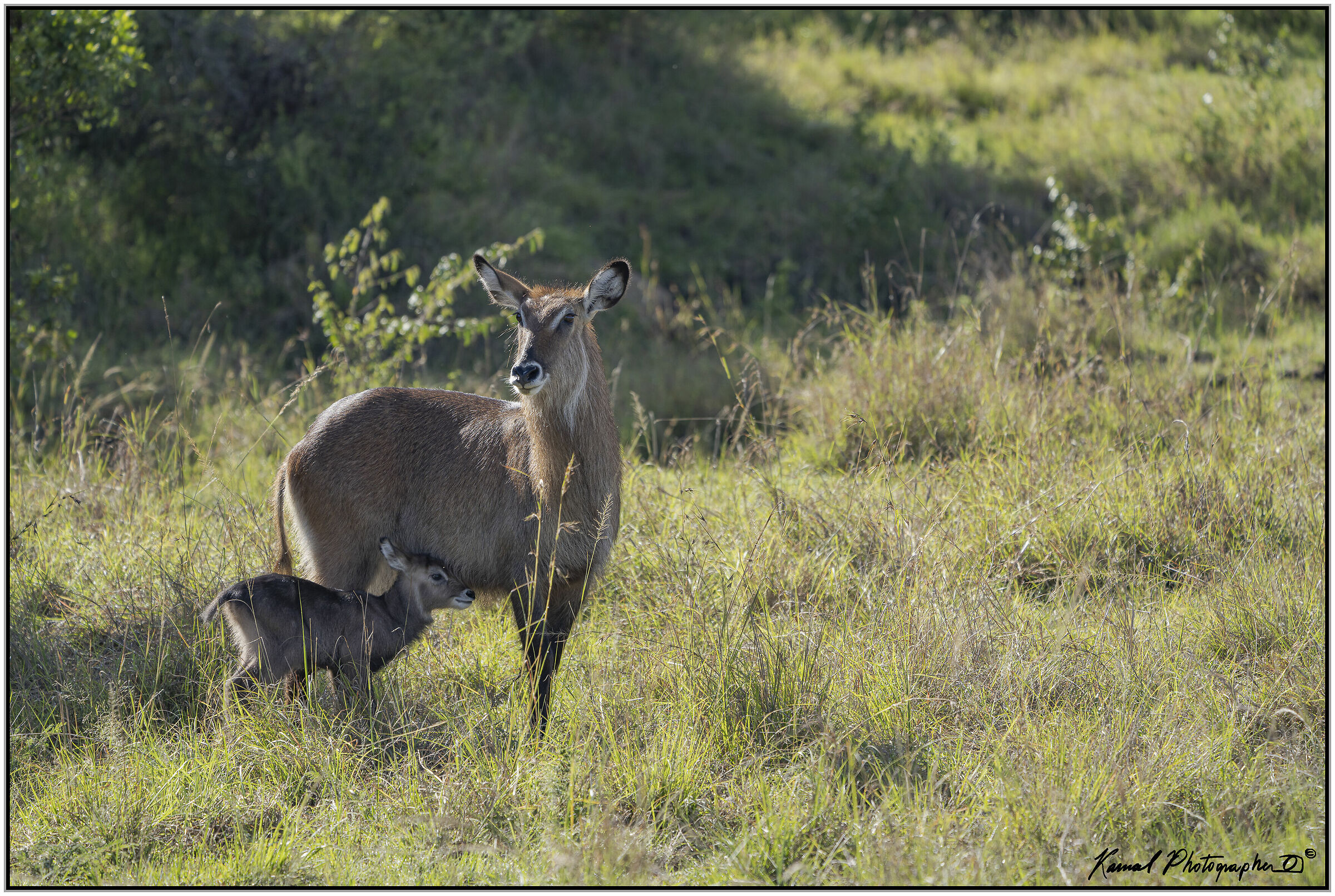 Water Antelope (Kobus ellipsiprymnus)