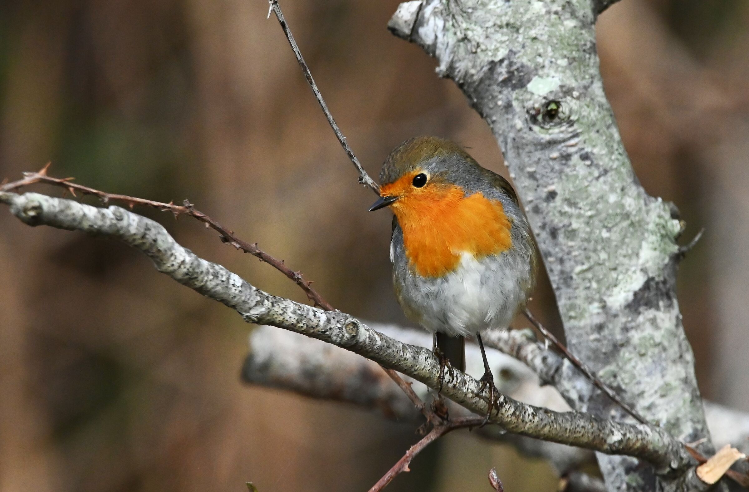 Robin