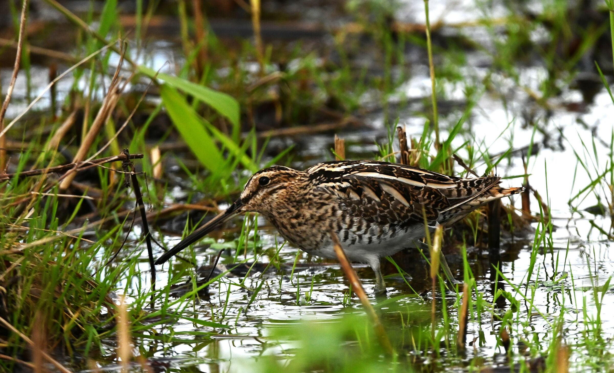 Snipe