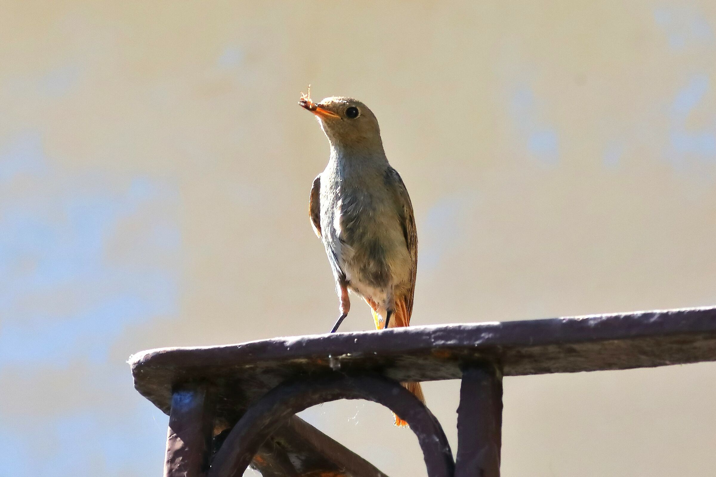 Redstart 24-06-2023