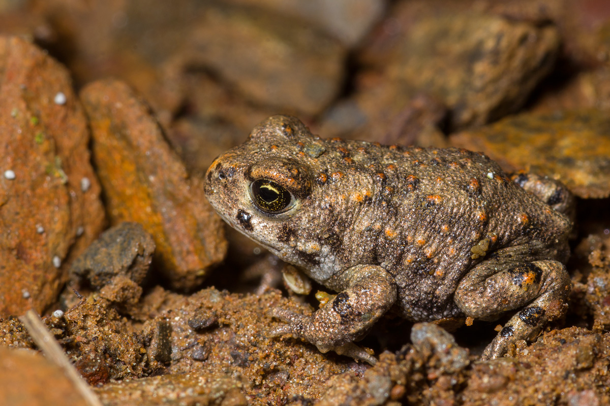 Bufo calamita