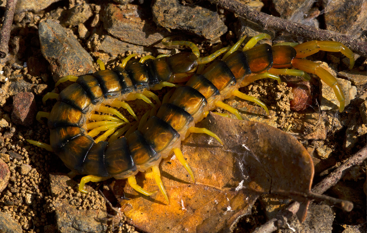 Scolopendra sp.