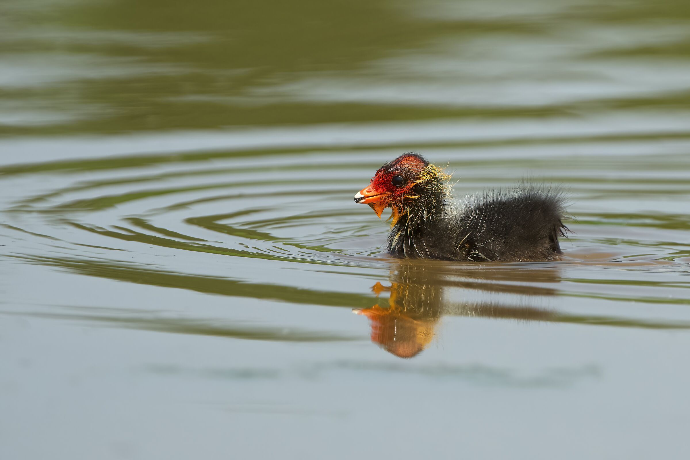 Coot pullet