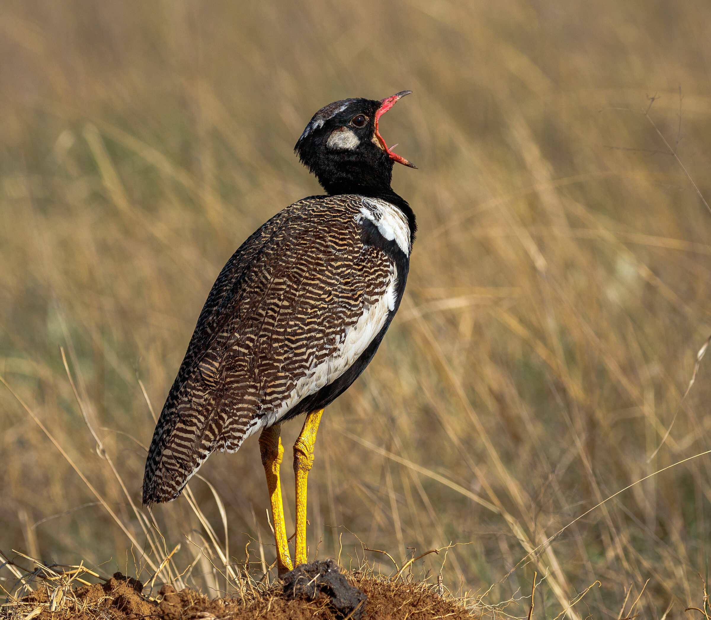 Korhaan nero meridionale (Afrotis aafra) 2020